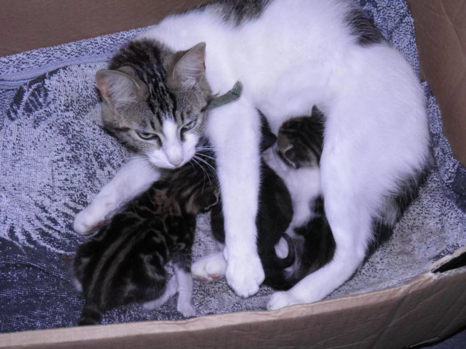 Pets in Chambres d'hôtes Manoir Ker-Huella