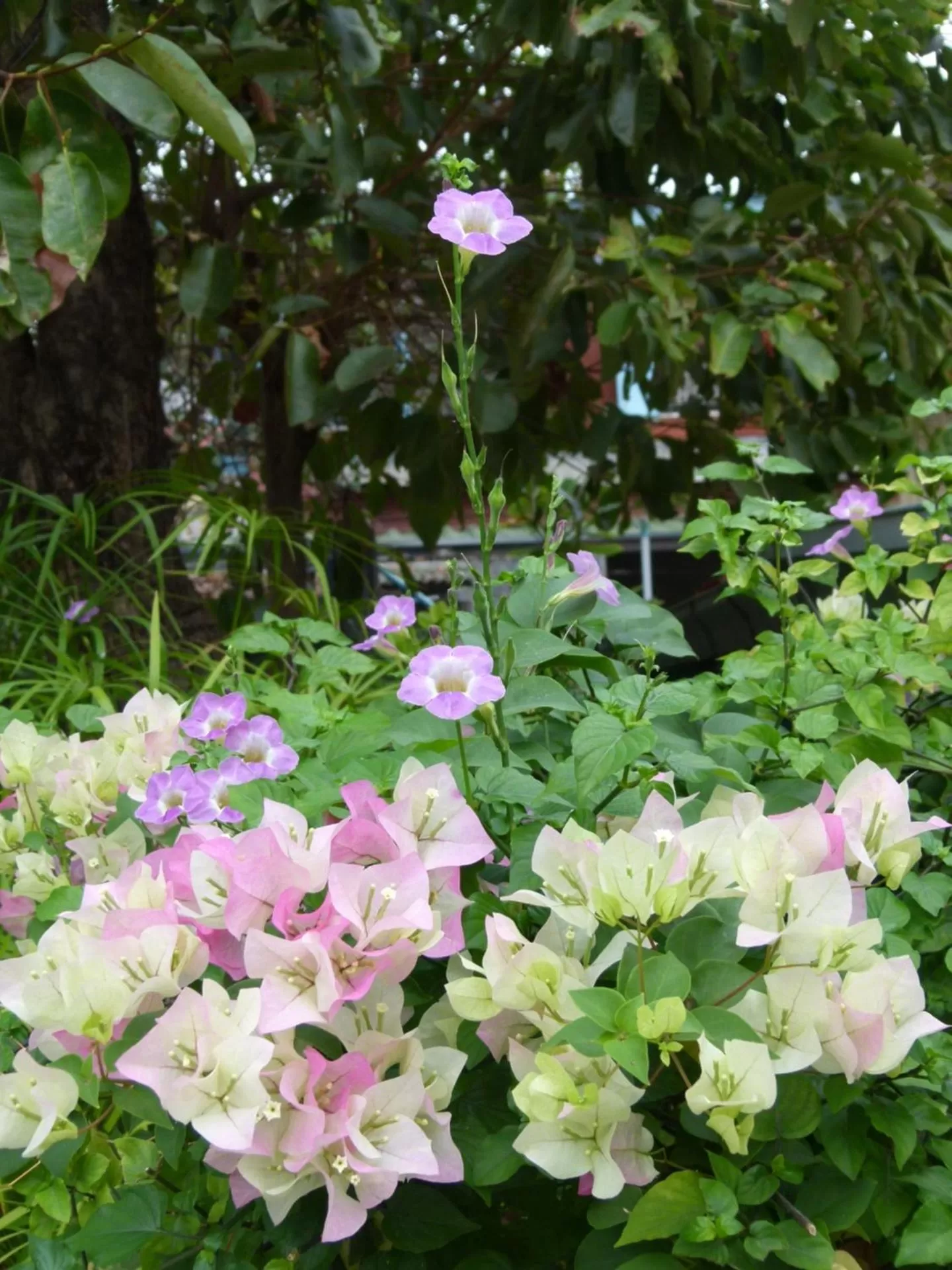 Garden in Ban Boonchu