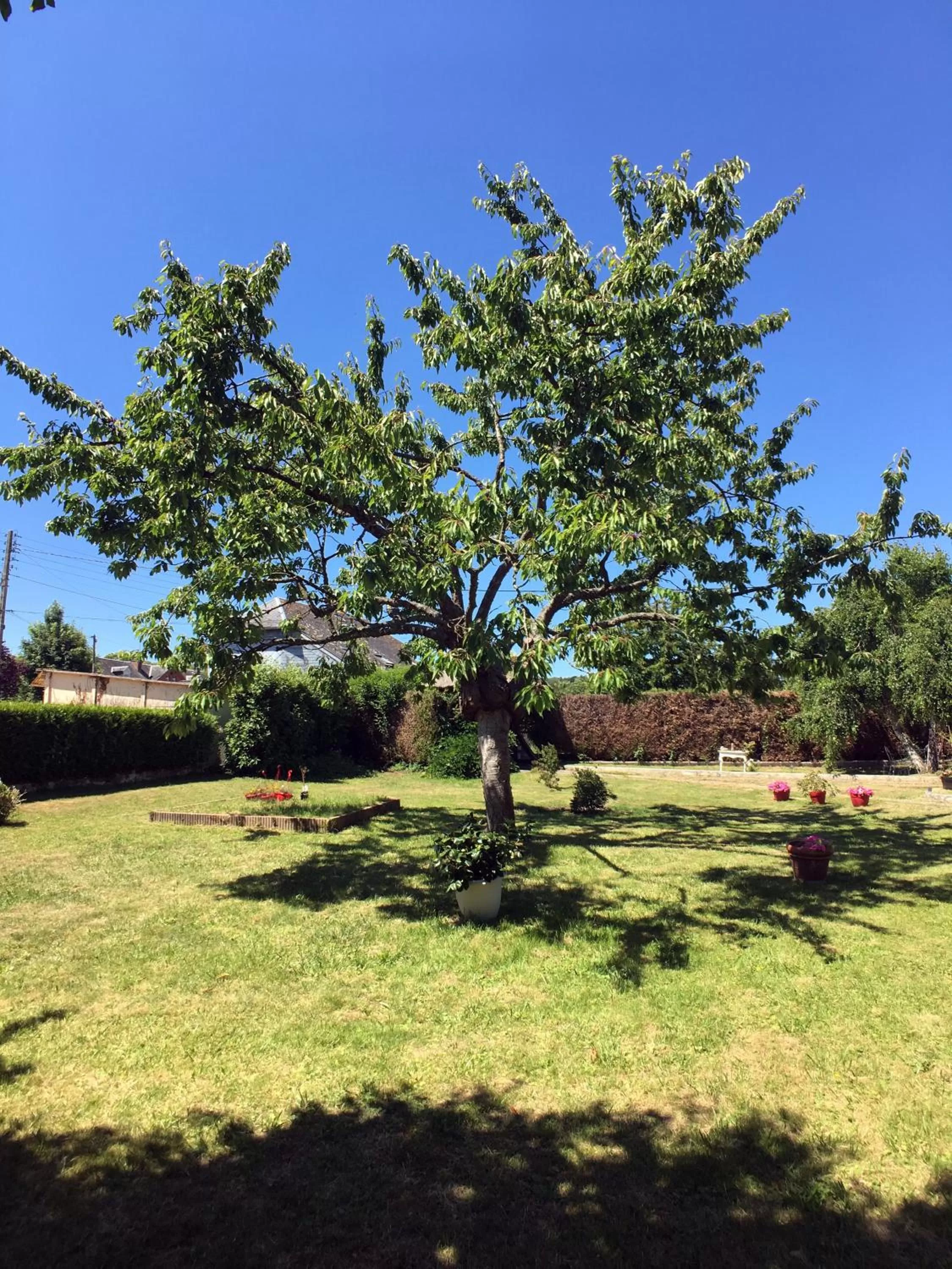 Garden in La Romance et la Romanesque