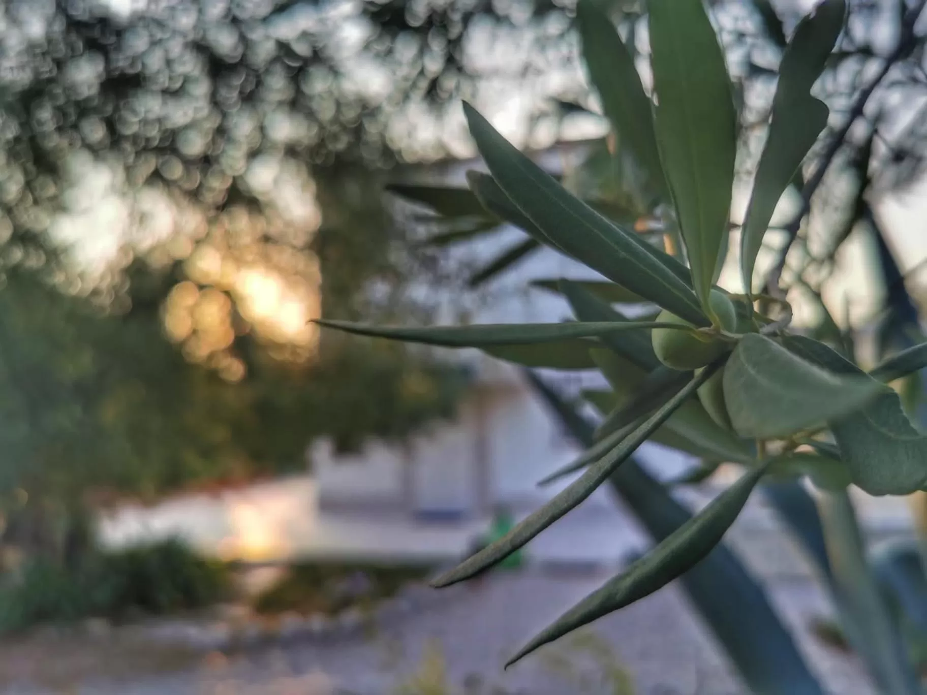 Garden in B&B Villa Mediterranea with parking space