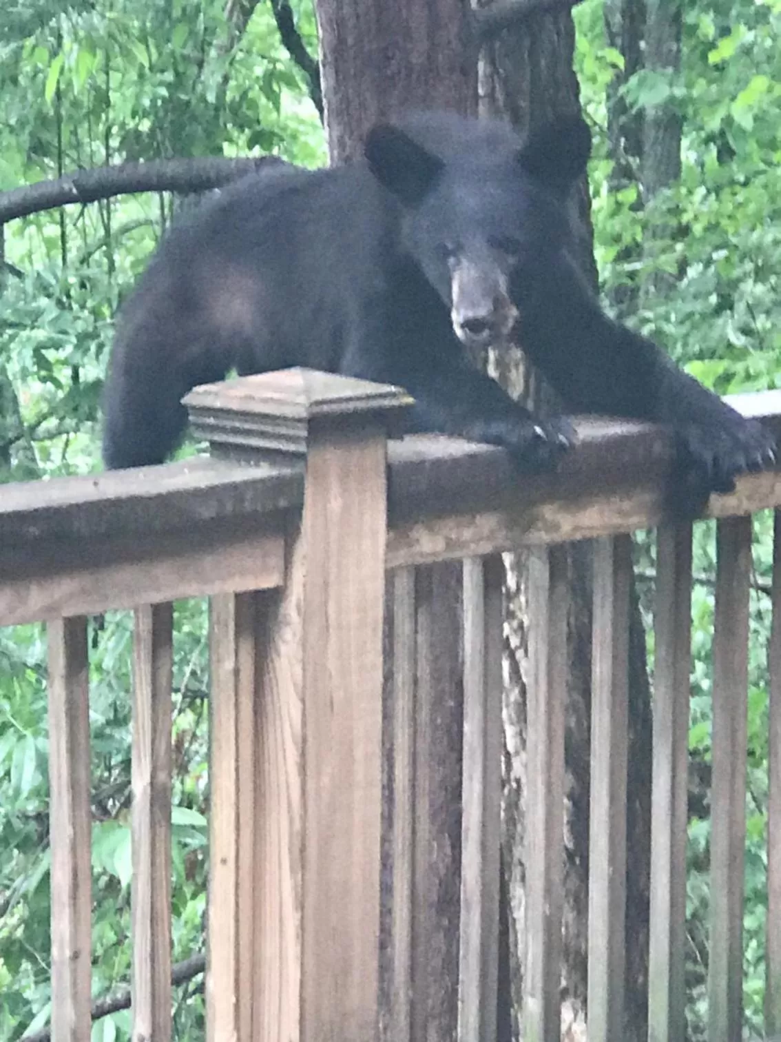 Animals in Lazy Bear Lodge