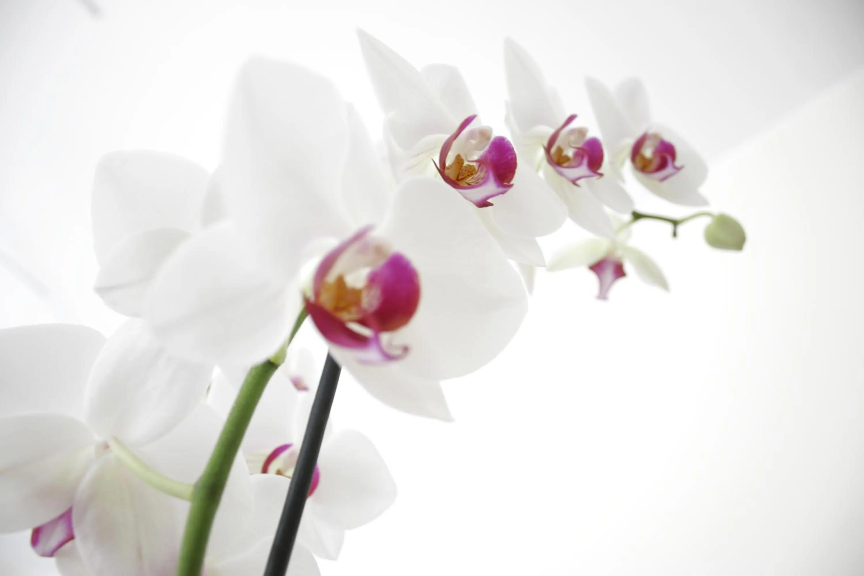 Decorative detail in Hotel Sorriso