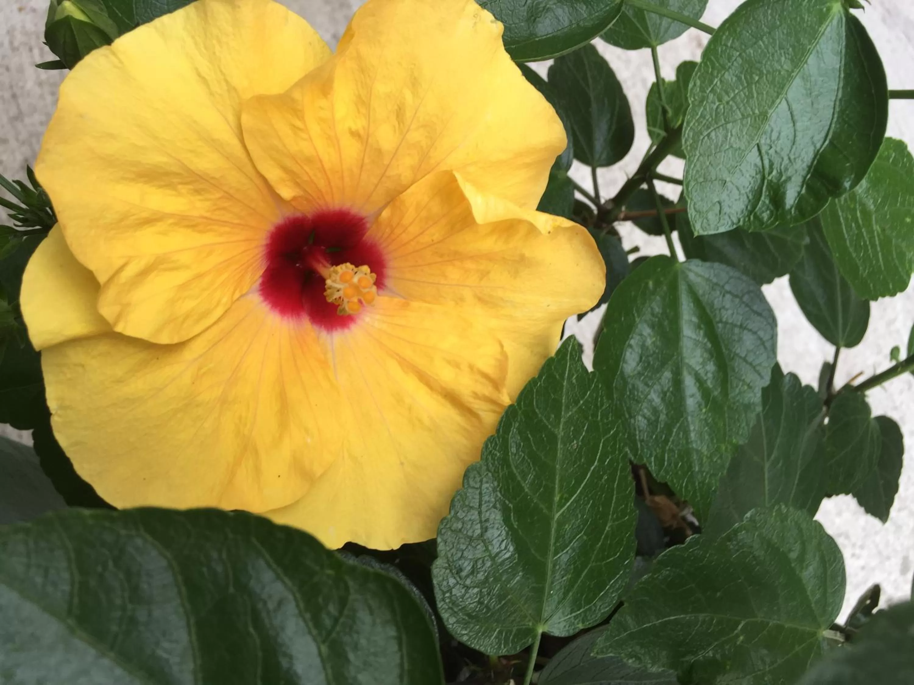 Garden in Residenza Elisa