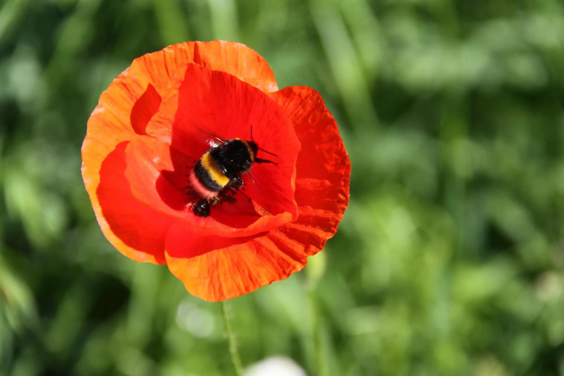 Garden in mein kleinHOTEL