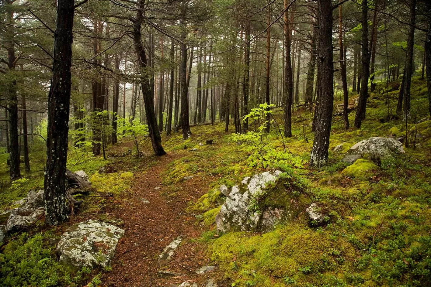 Natural landscape in Hotel Restaurant Les Brases