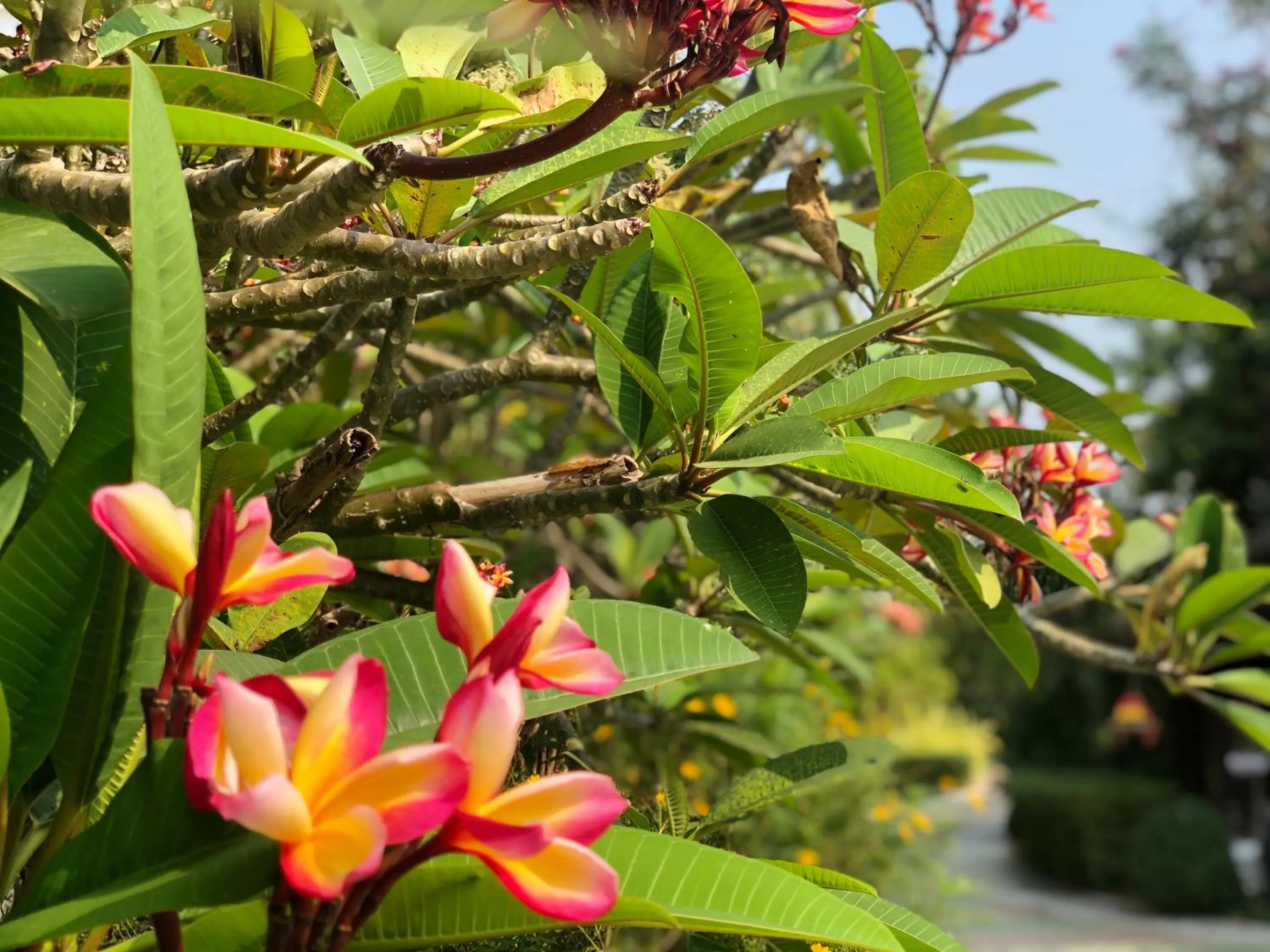 Garden in Try Palace Resort-Kep