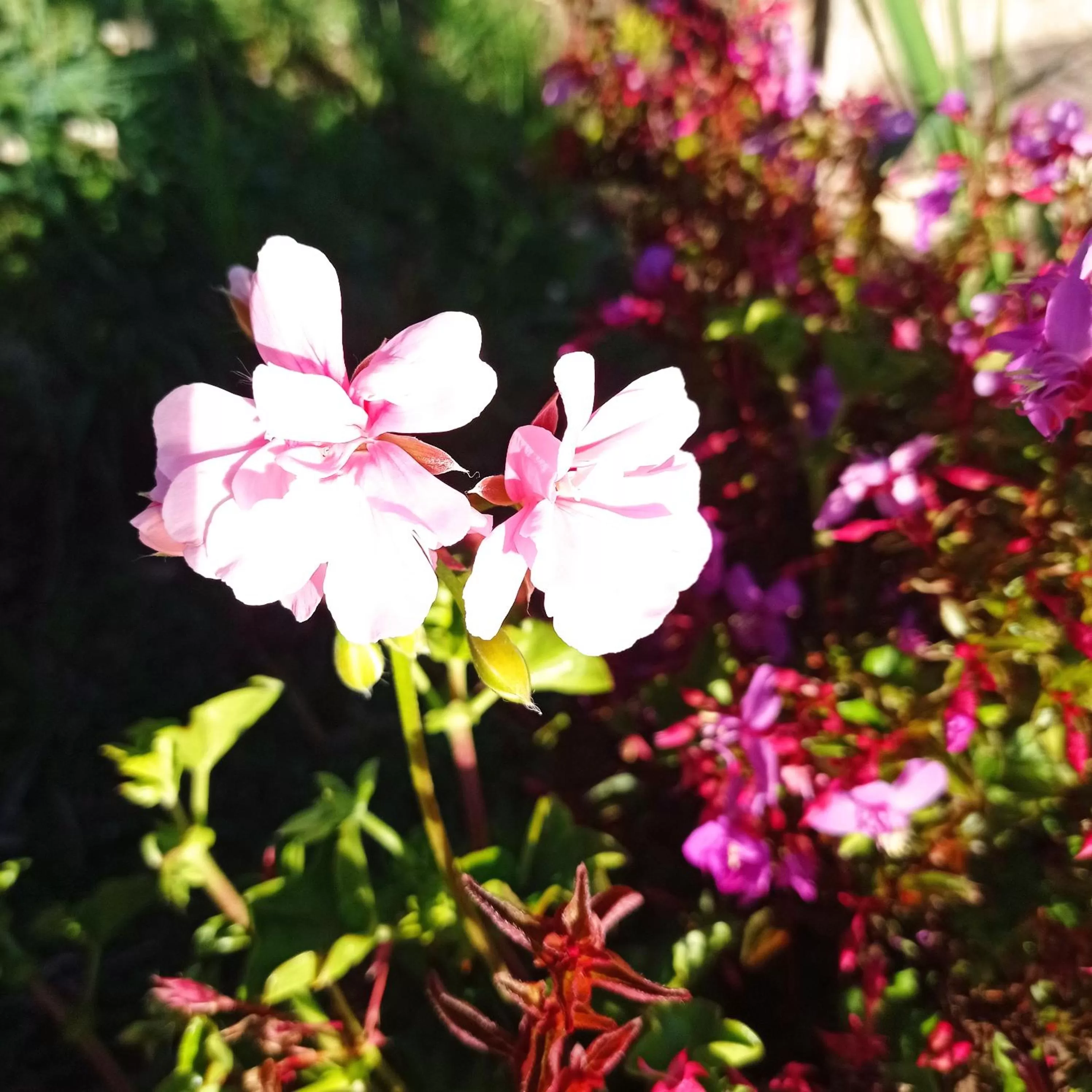 Garden in Hotel Refugio Pozo Azul