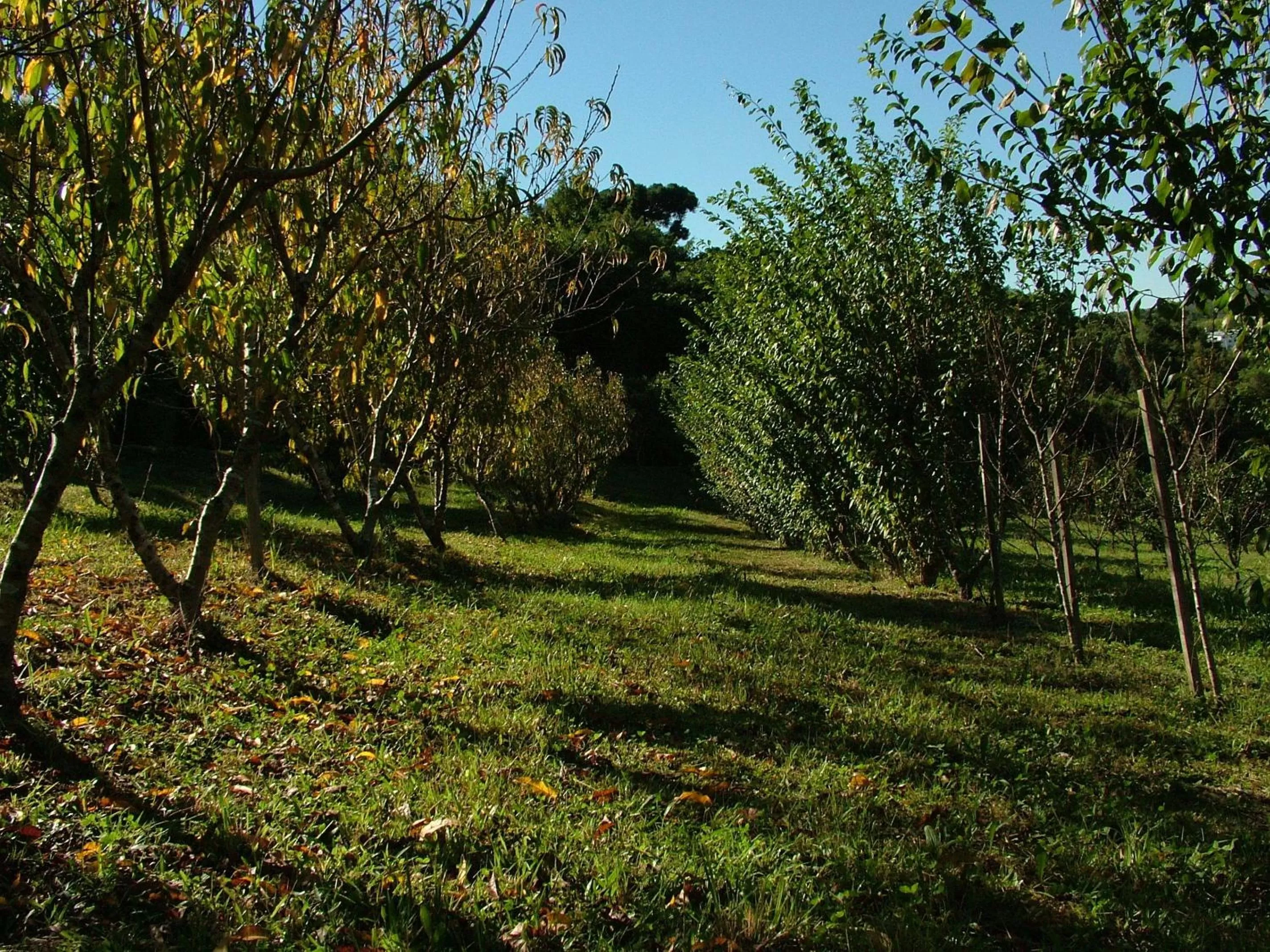 Area and facilities, Garden in Hotel Villa Michelon