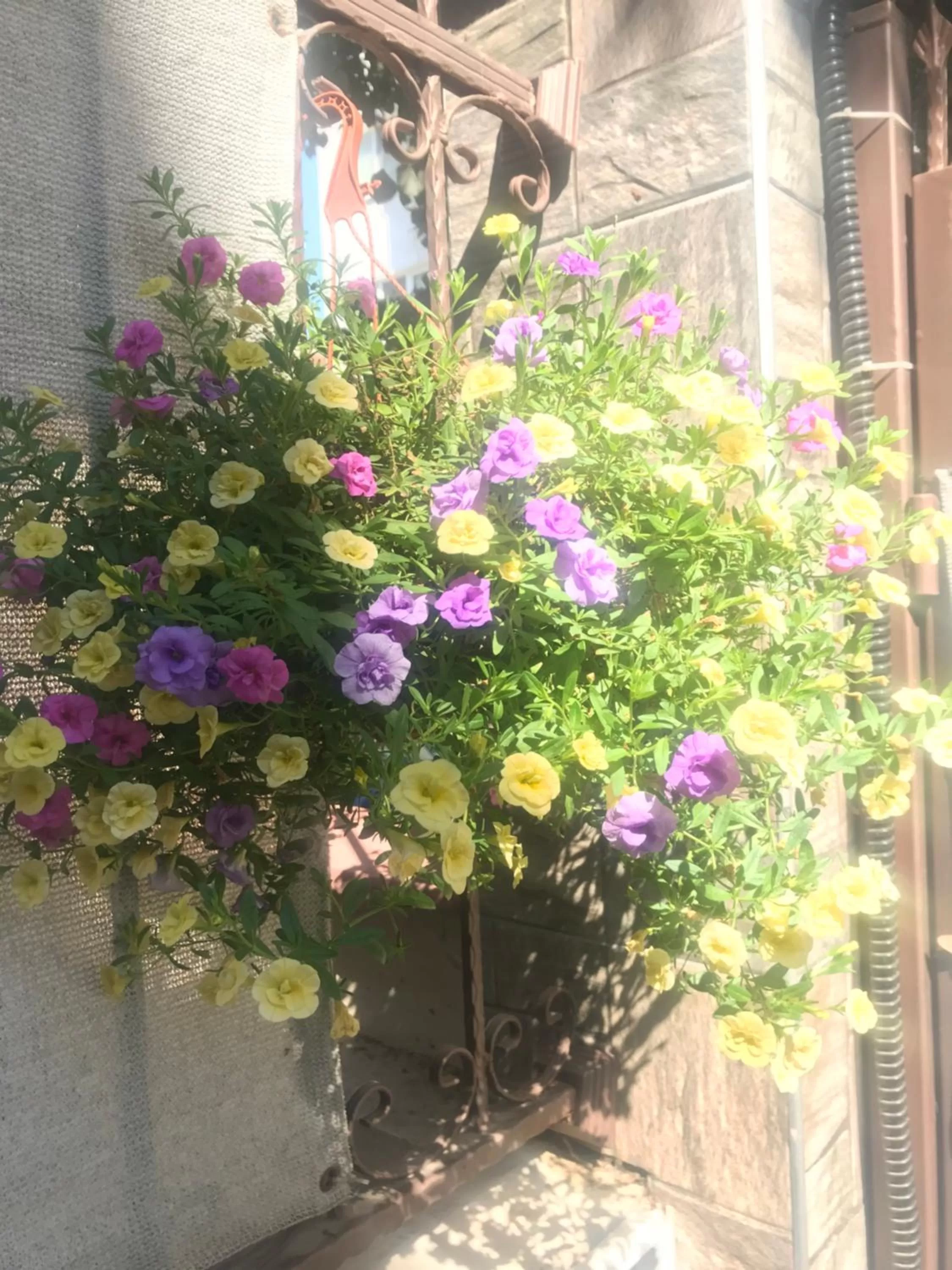 Garden in White Rose Family Guest House