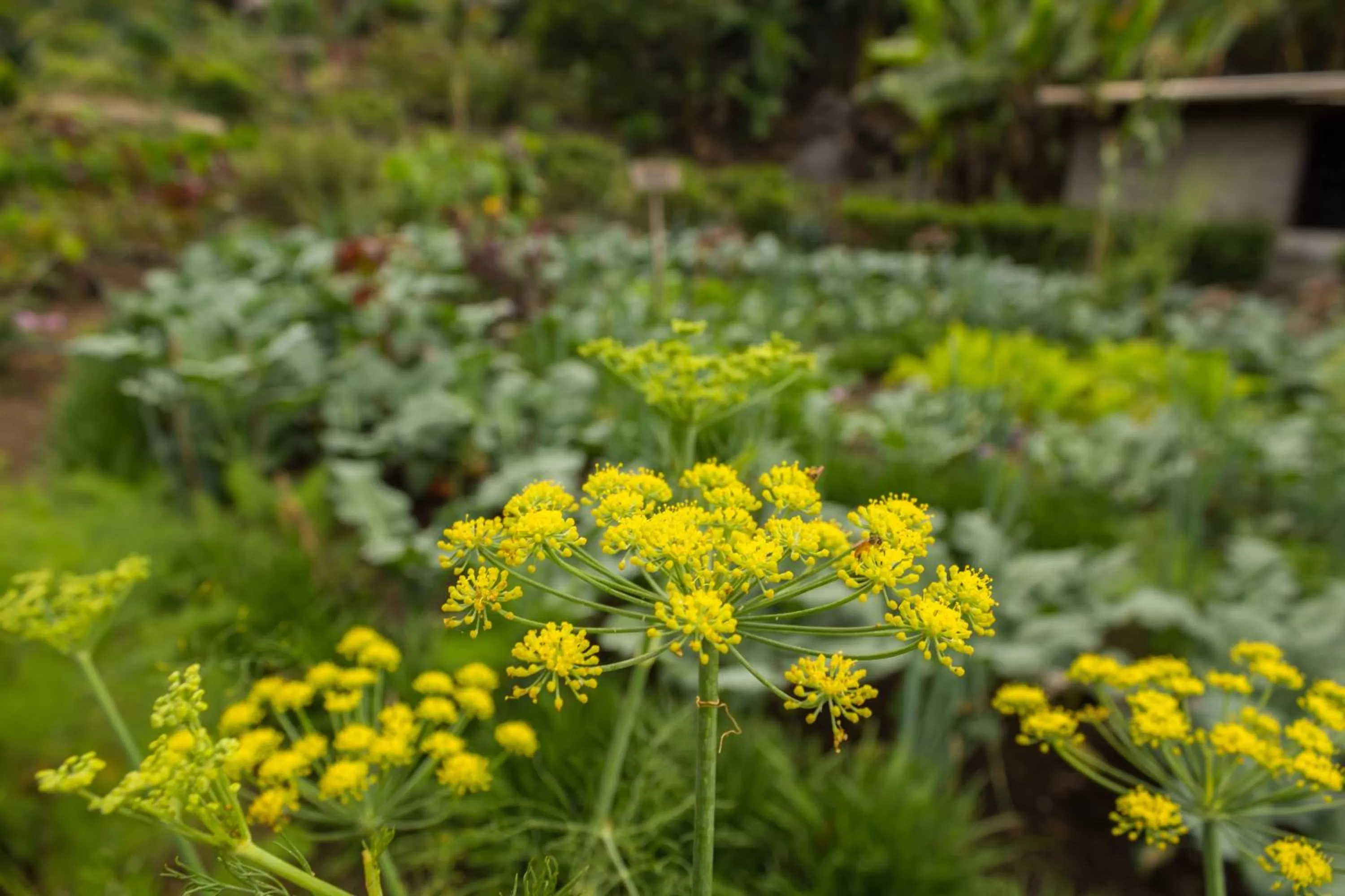 Garden in Hotel Toliman