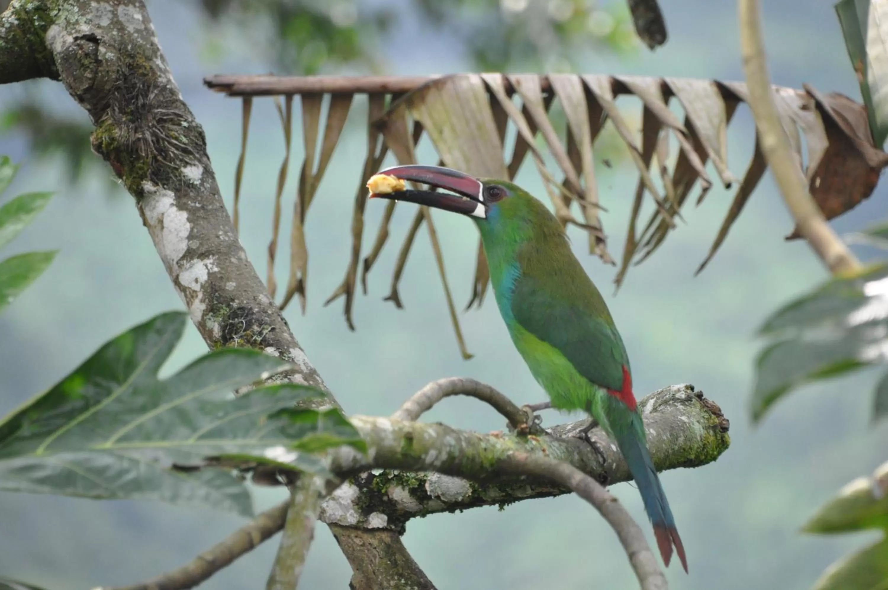 Other Animals in Mirador Finca Morrogacho