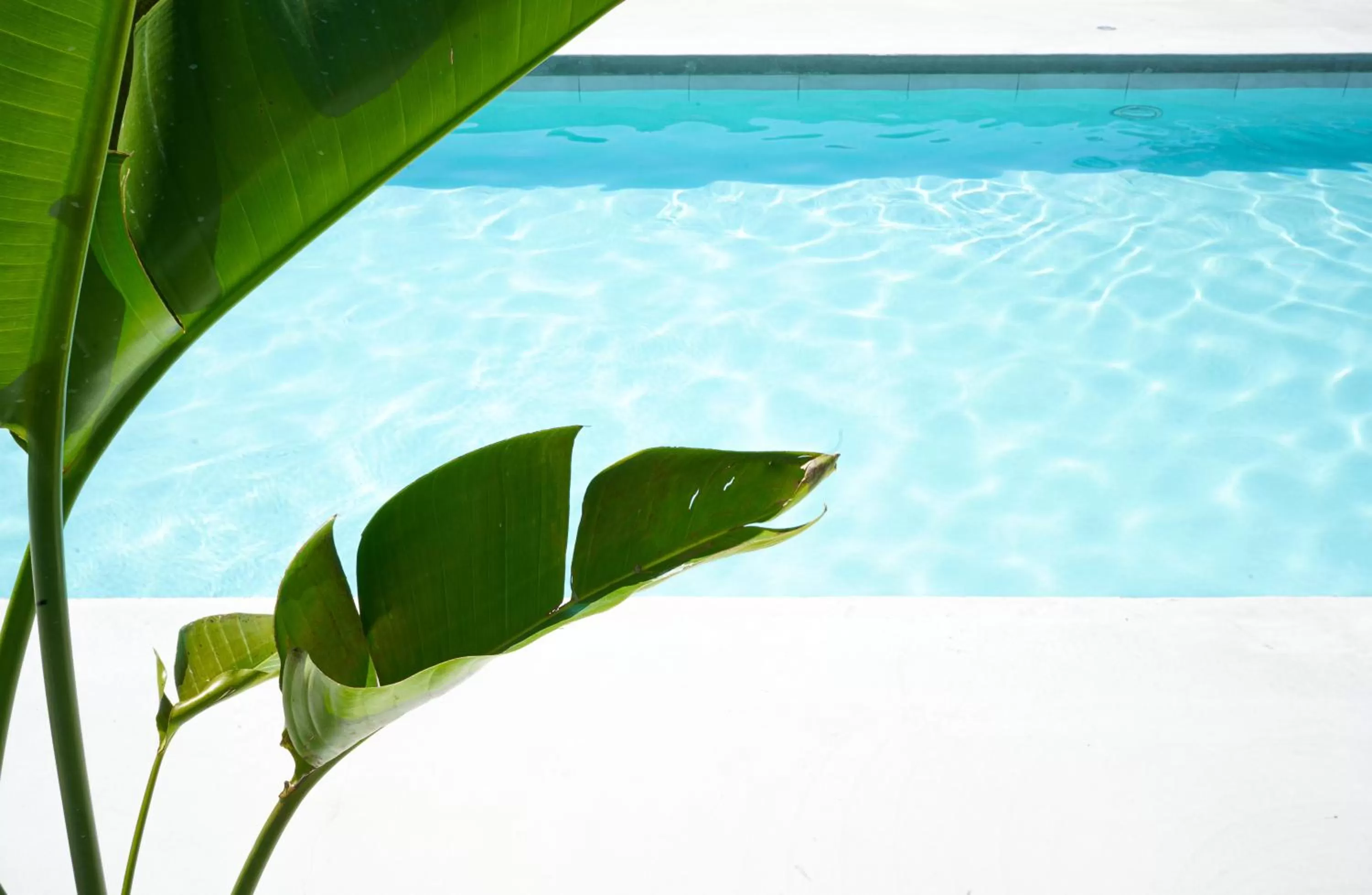 Swimming pool in The Lakeside Prince Edward County