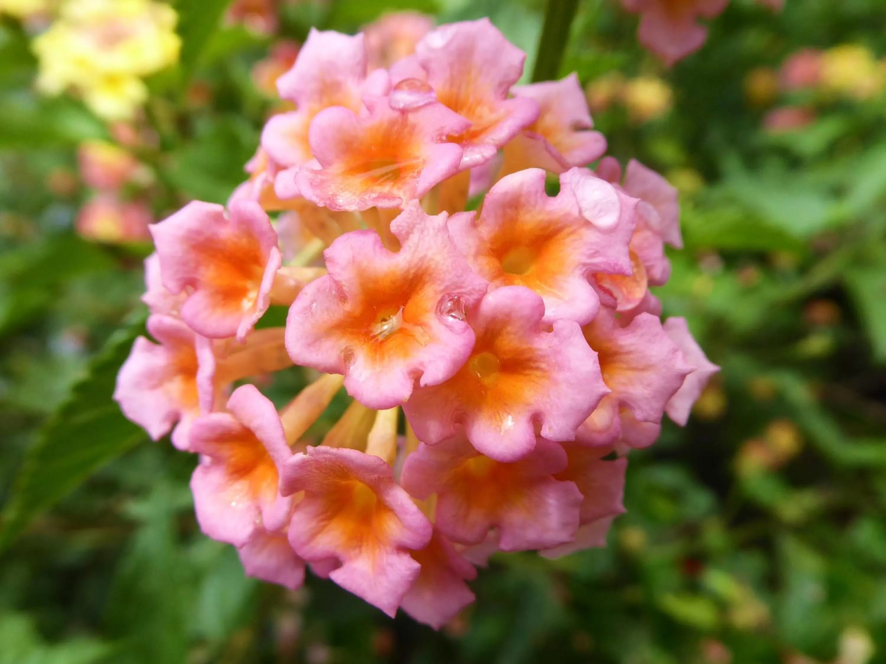 Garden, Food in Finca El Cielo