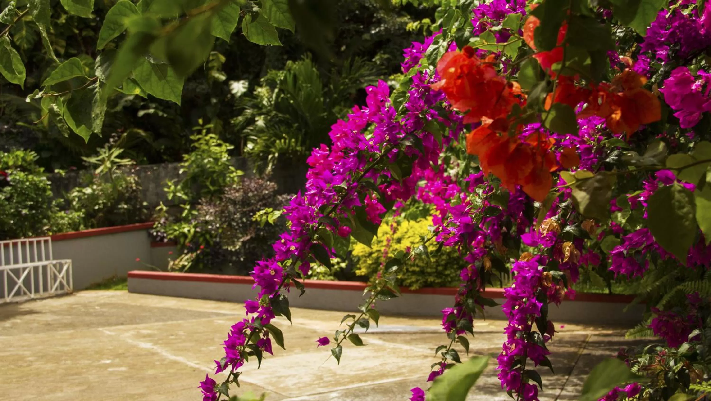 Bird's eye view in Classique International in Dominica