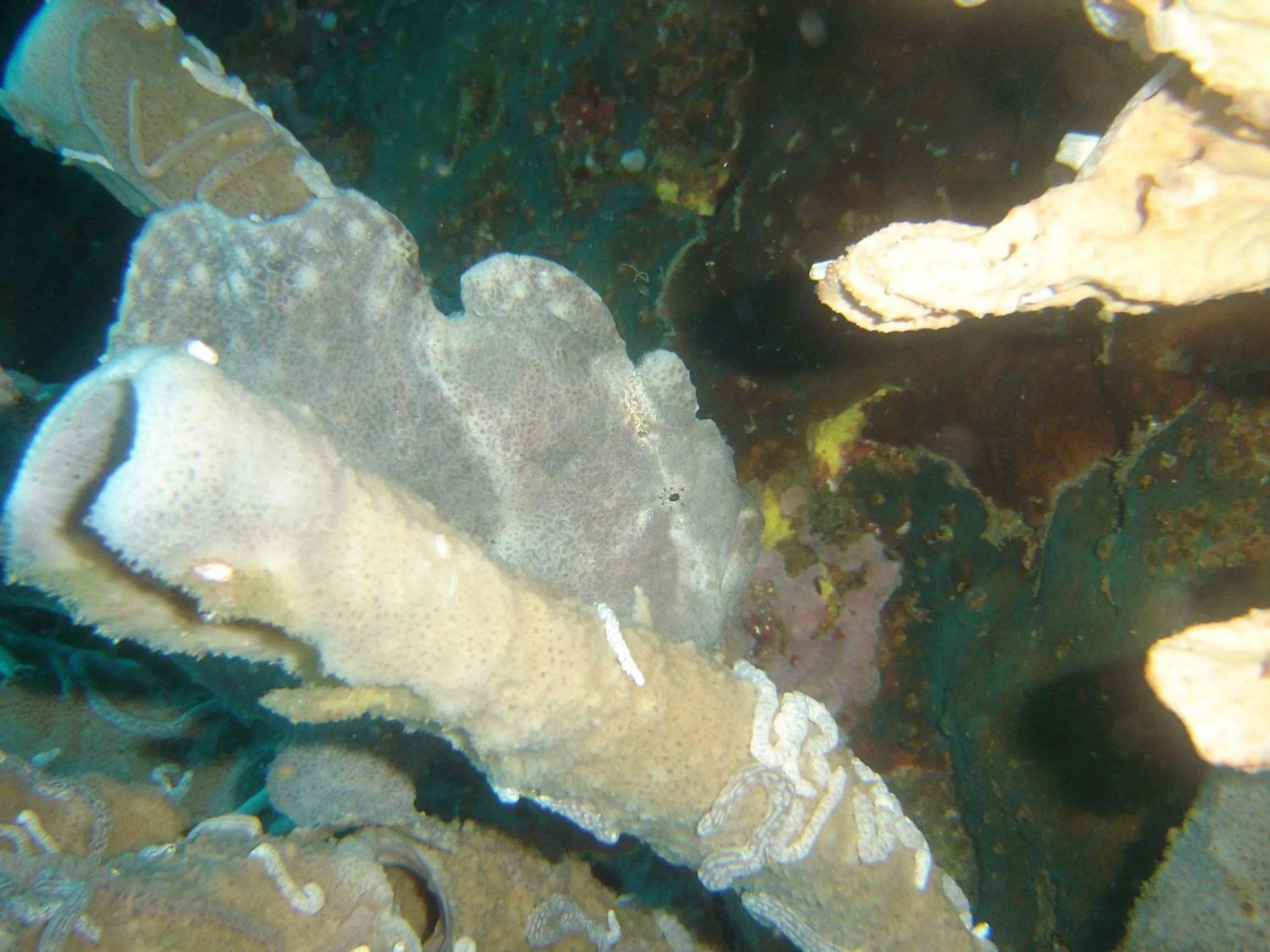 Diving in Mangoes Place