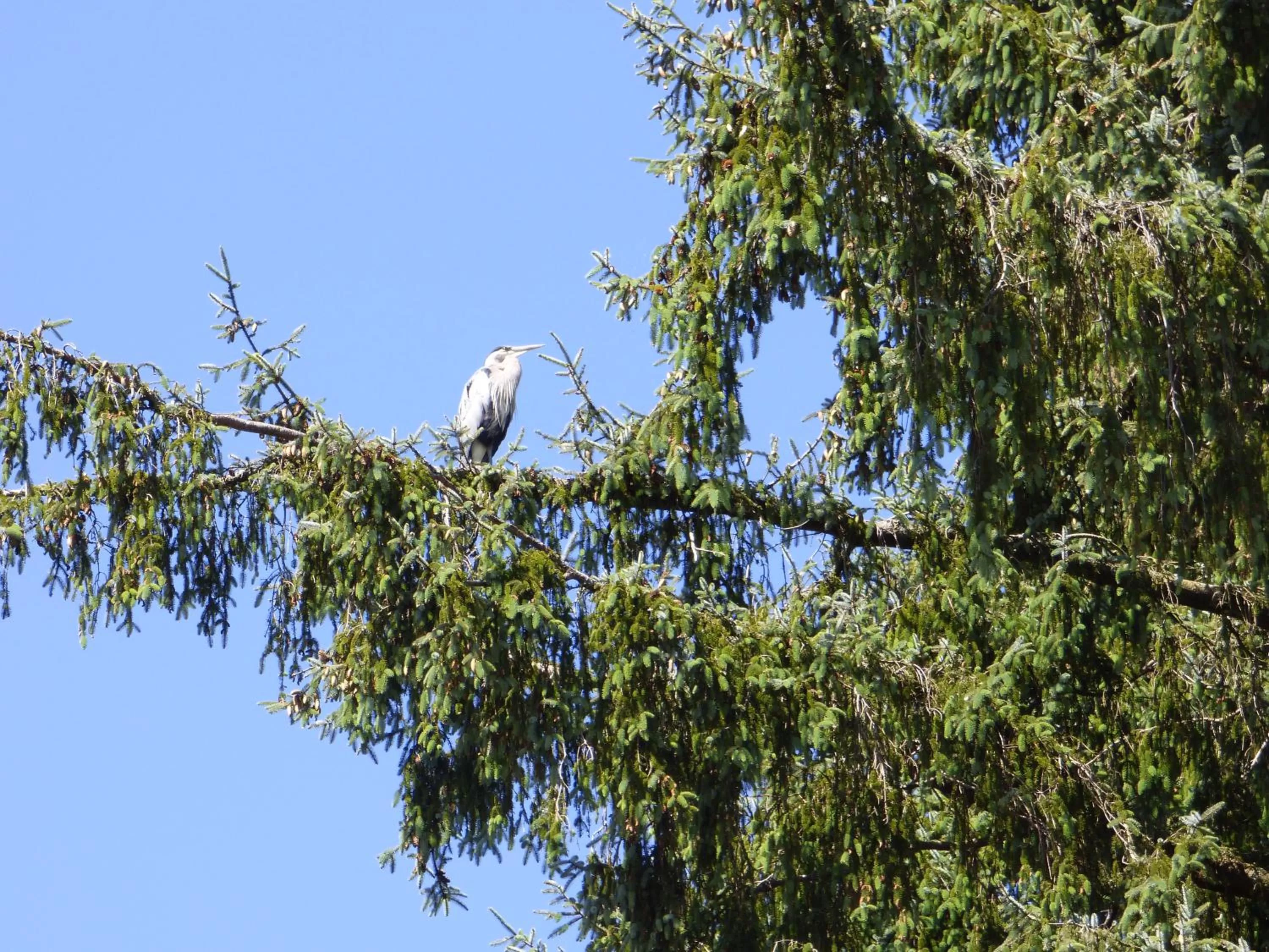 Animals, Other Animals in Sheltered Nook On Tillamook Bay