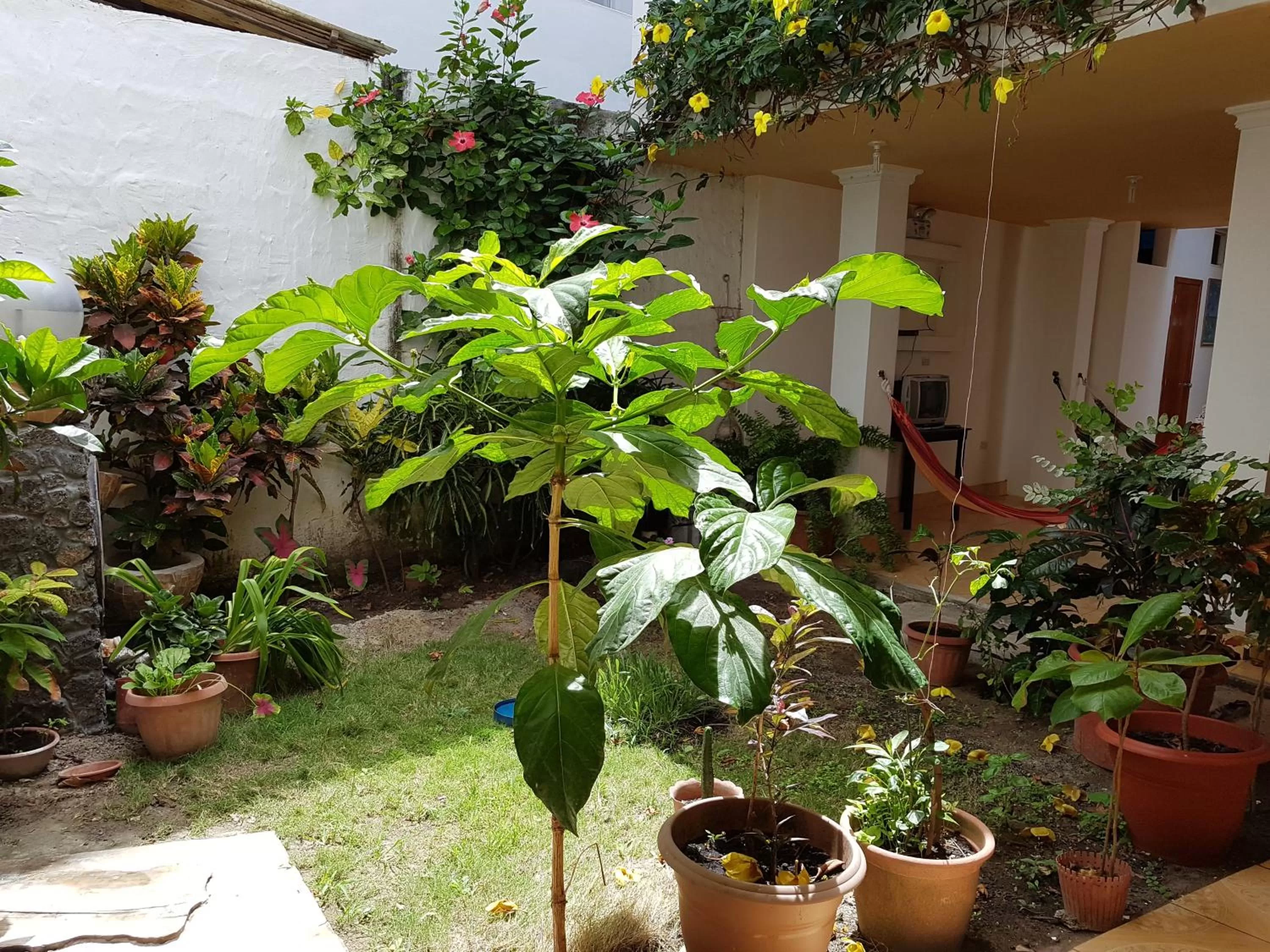 Garden in Hostal Cerro Azul