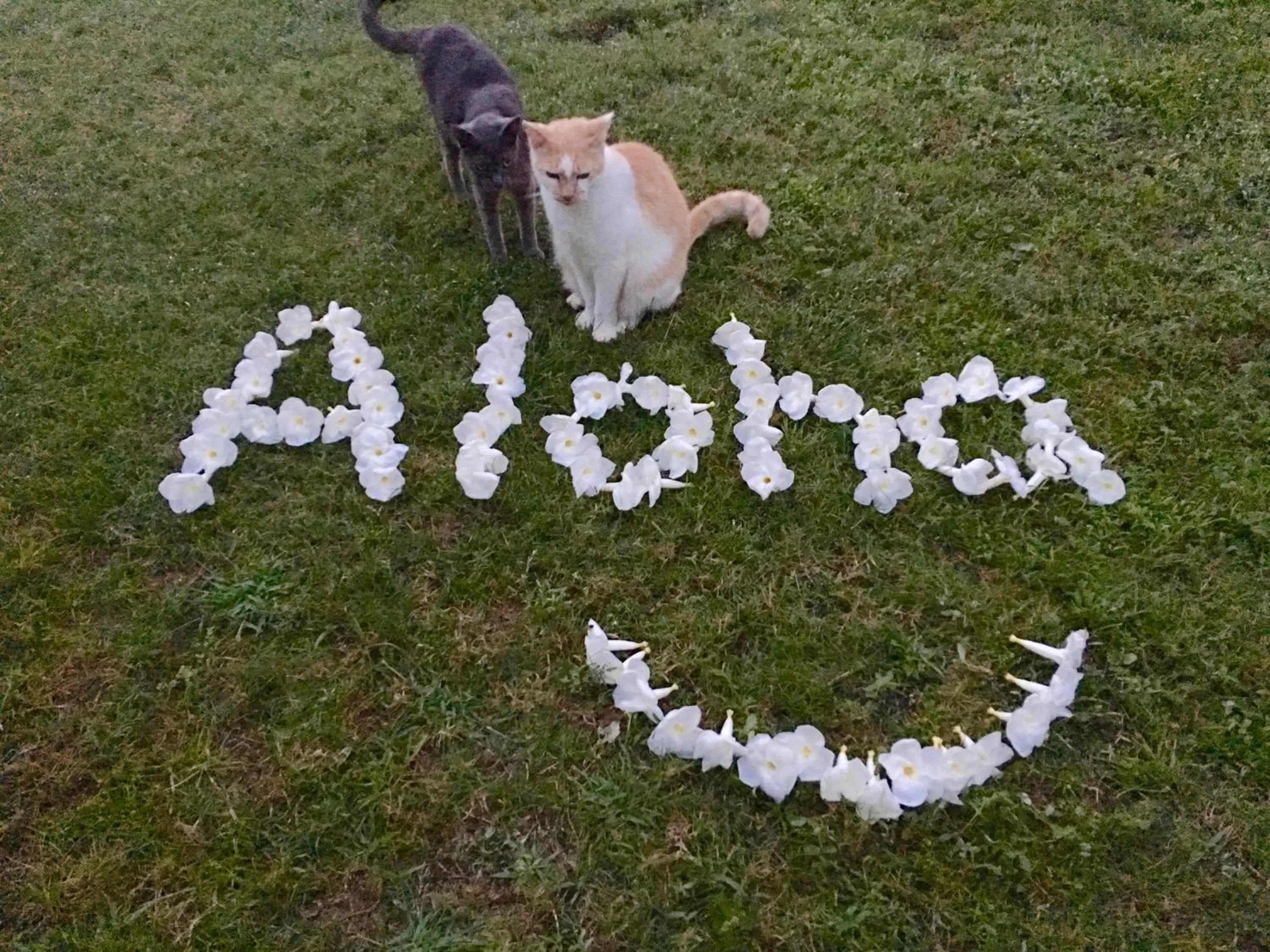 Pets in Kona Bayview Inn