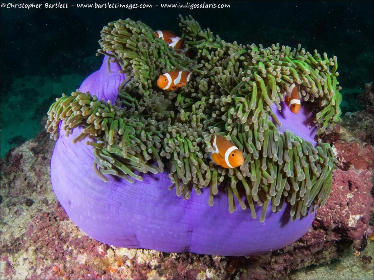 Diving in Punta Bulata White Beach Resort & Spa