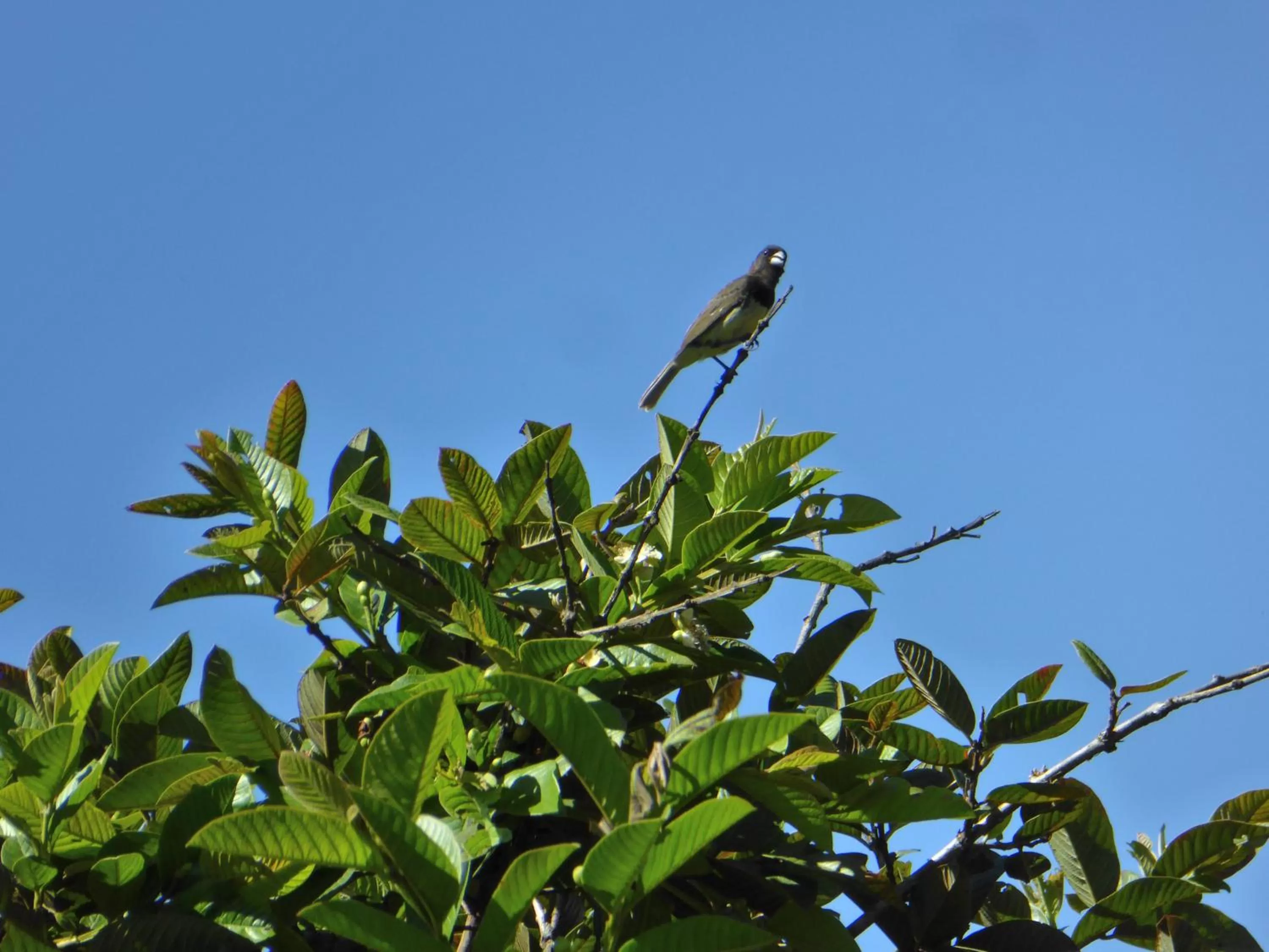 Pets, Other Animals in Finca El Cielo