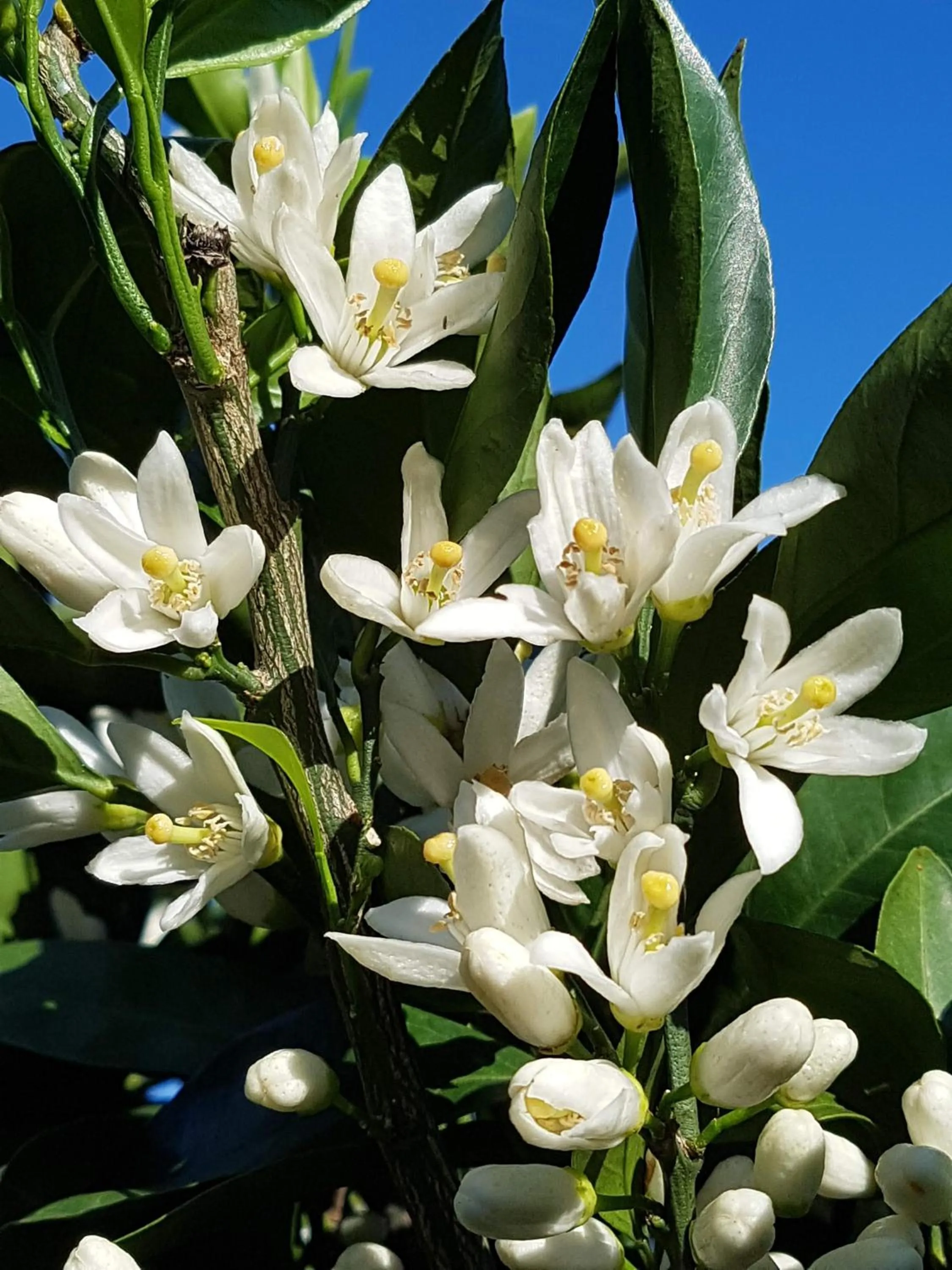 Garden in Jeju Eco Suites