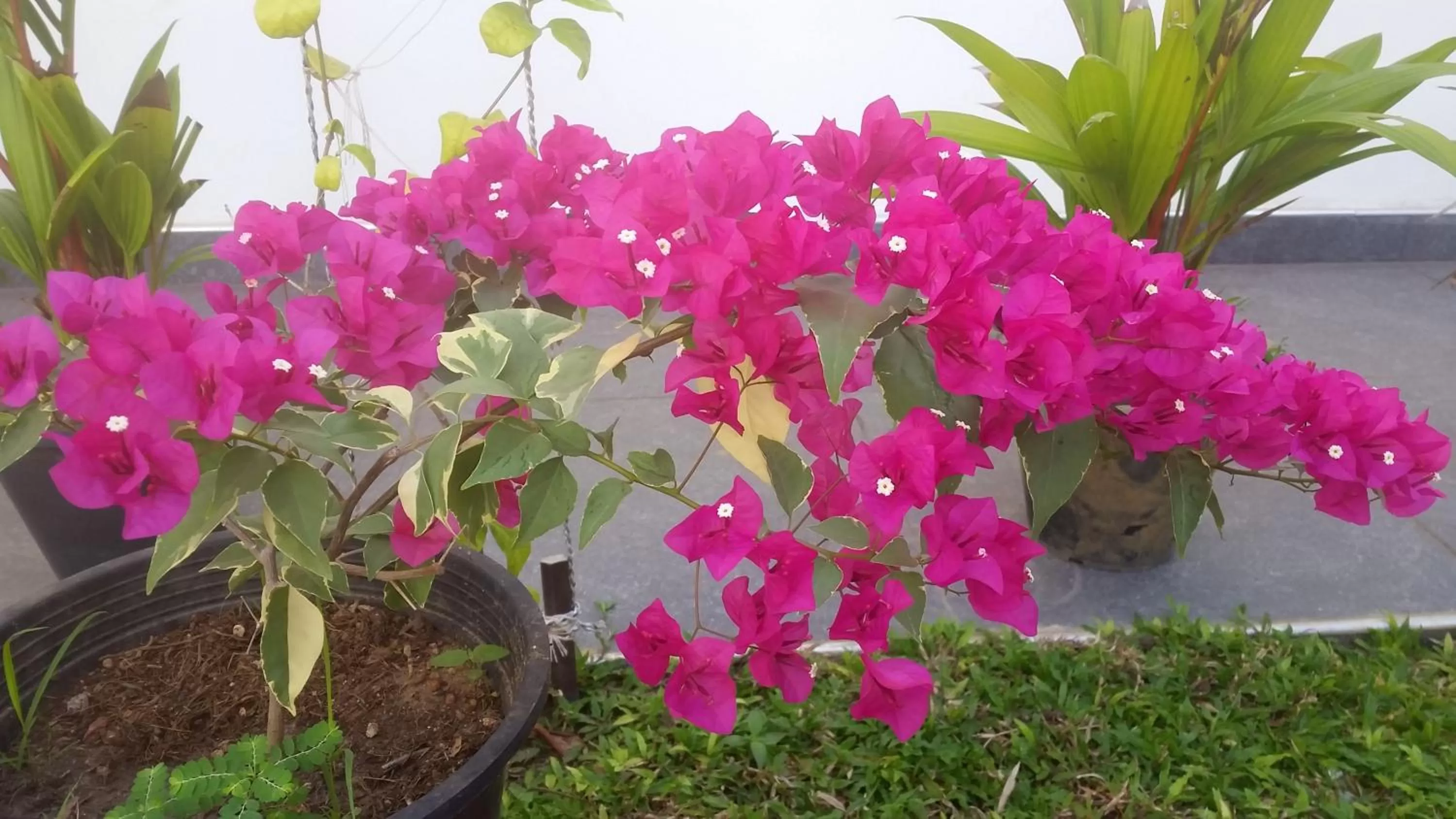 Garden in Turtle Reef Guest