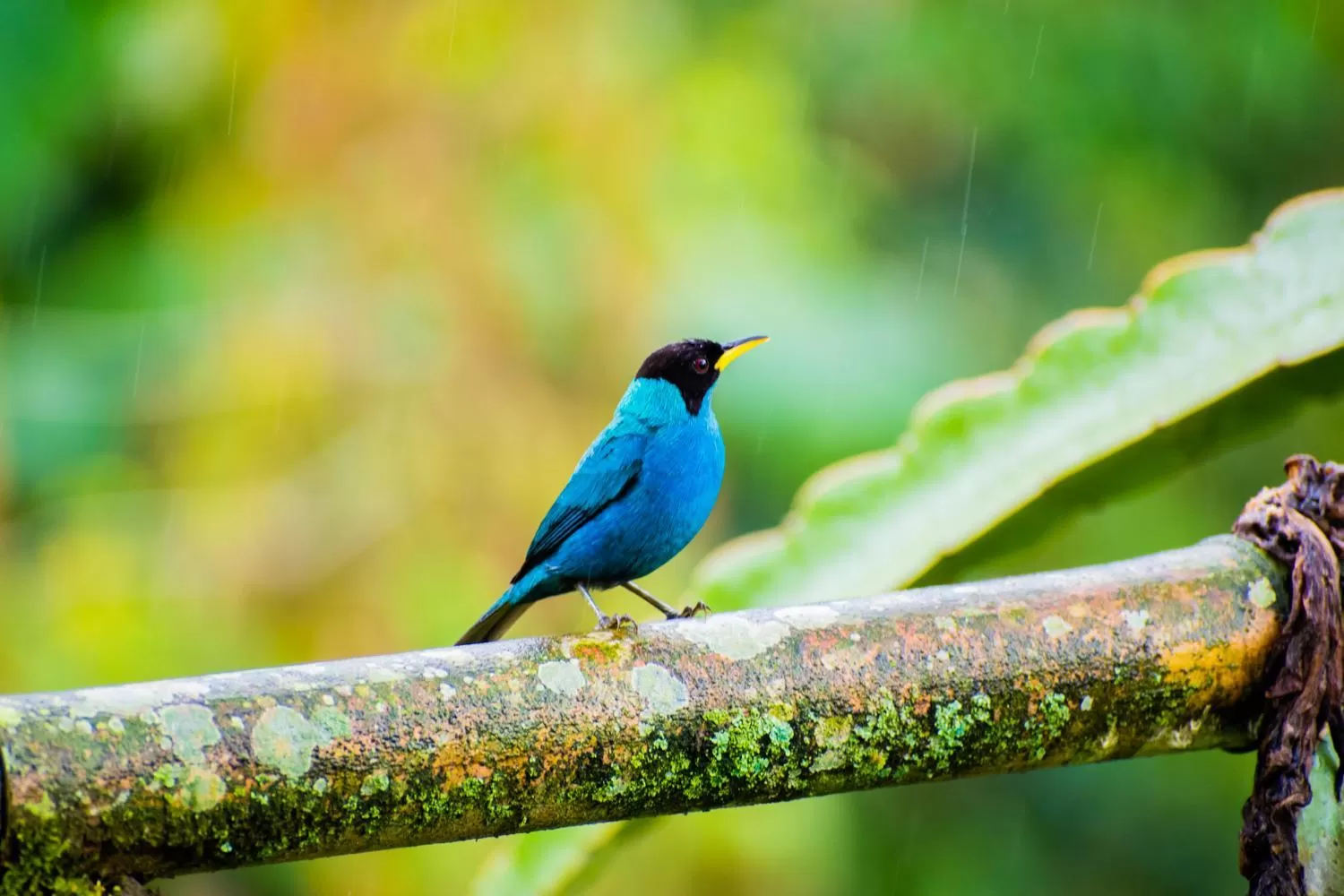 Animals, Other Animals in Villa Cristina - Casa Boutique