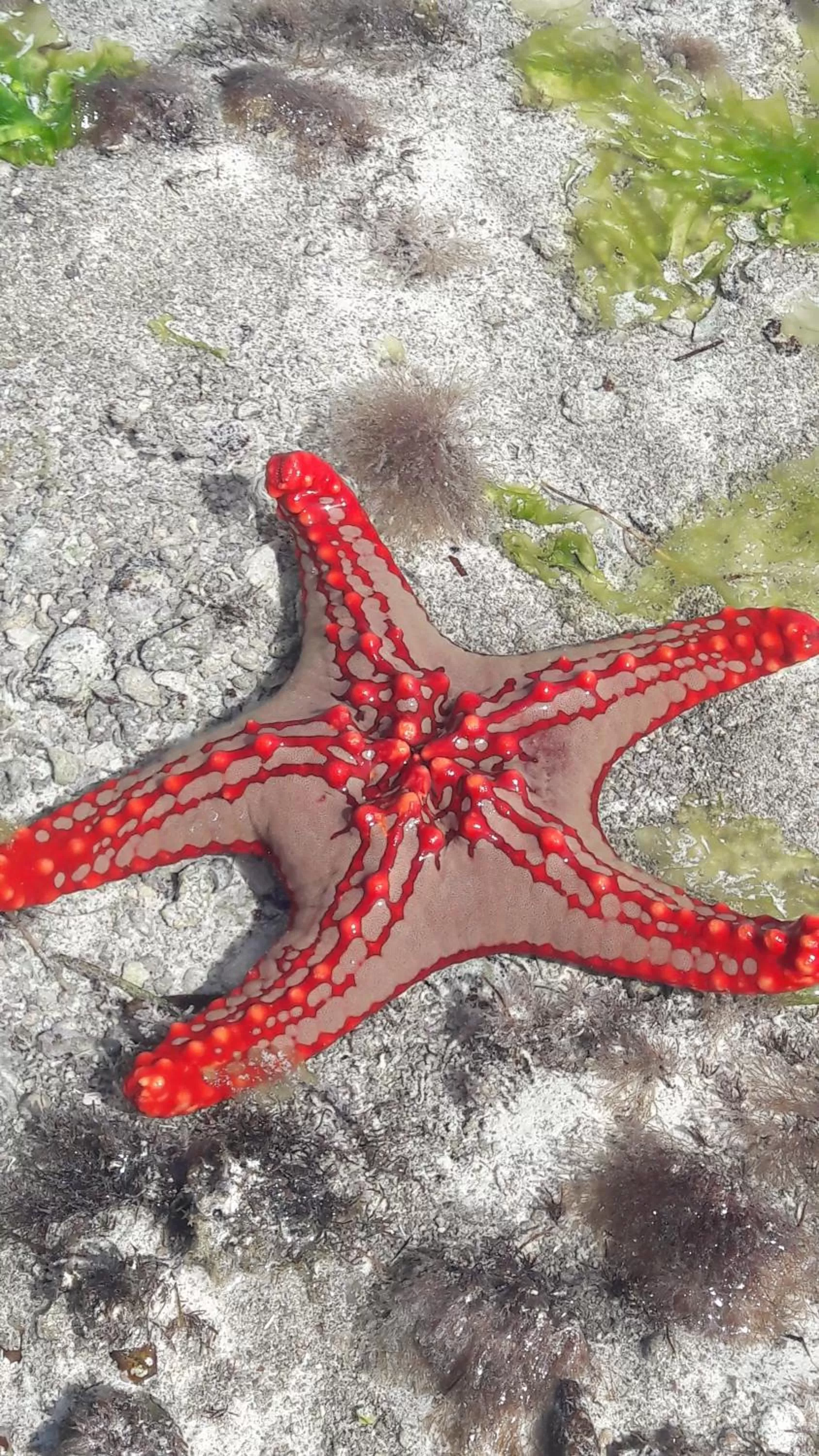 Natural landscape, Other Animals in MaNa Nungwi