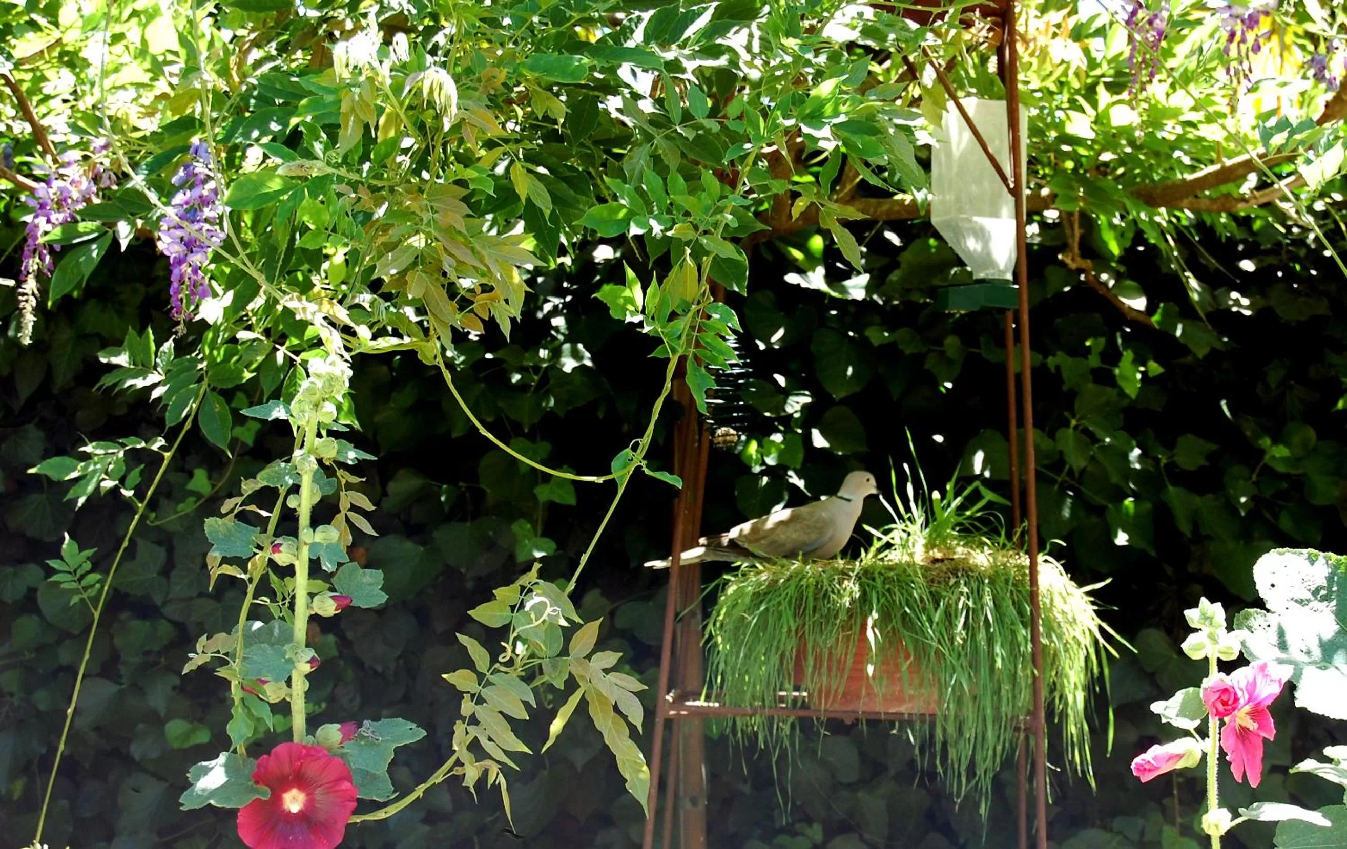 Garden in Madeleine Bergerac