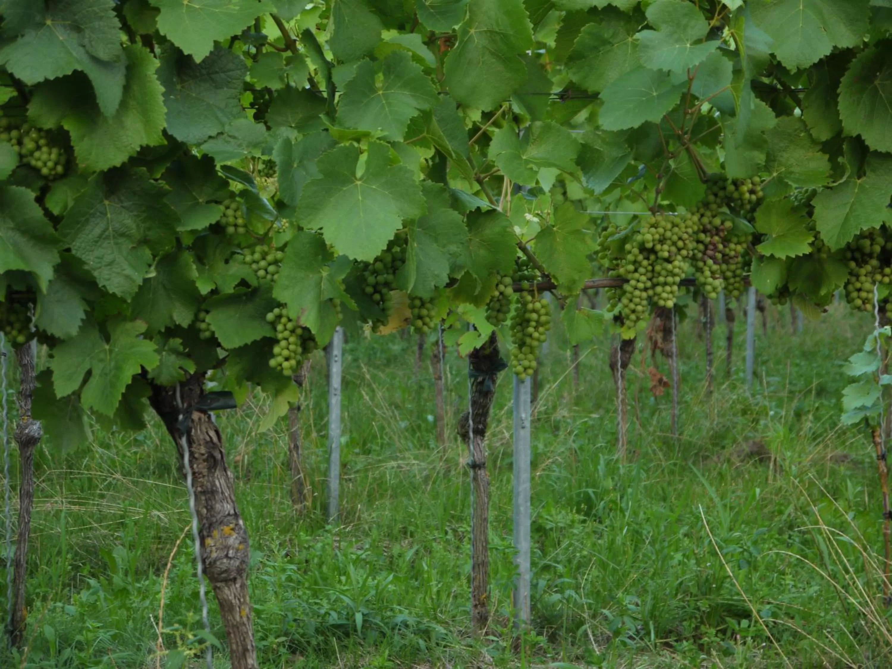 Natural landscape, Other Animals in Hotel Engel
