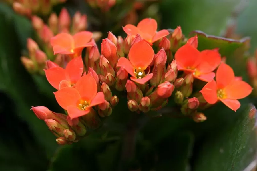 Garden in Treetops Guesthouse
