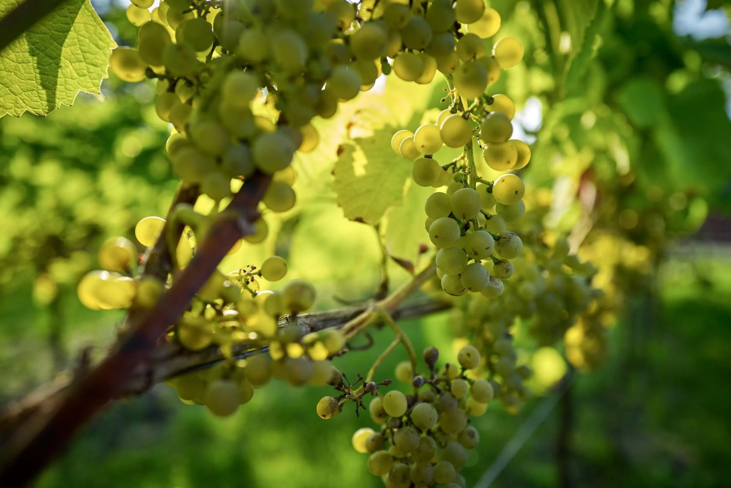 Garden in Romantik Hotel Jagdhaus Eiden am See