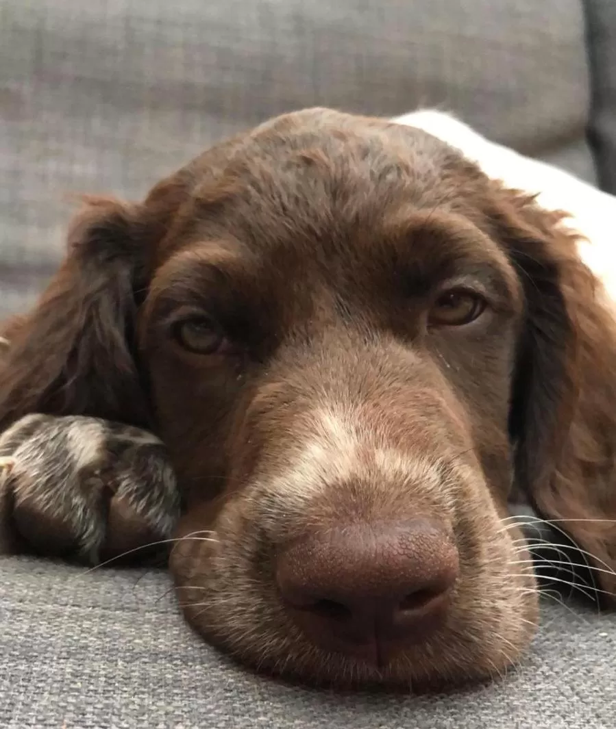 Villa BlauwHemel Diever