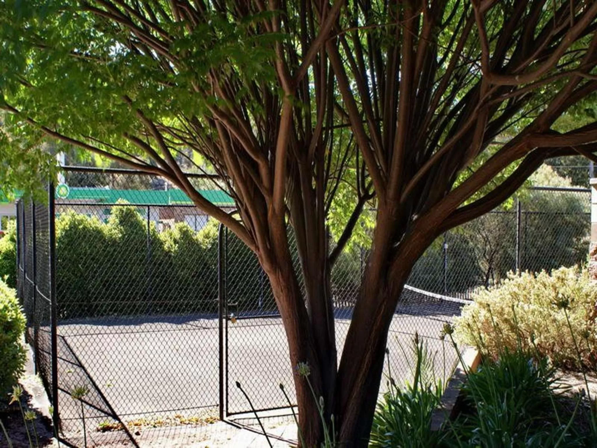 Tennis court in Nelsons of Bridgetown