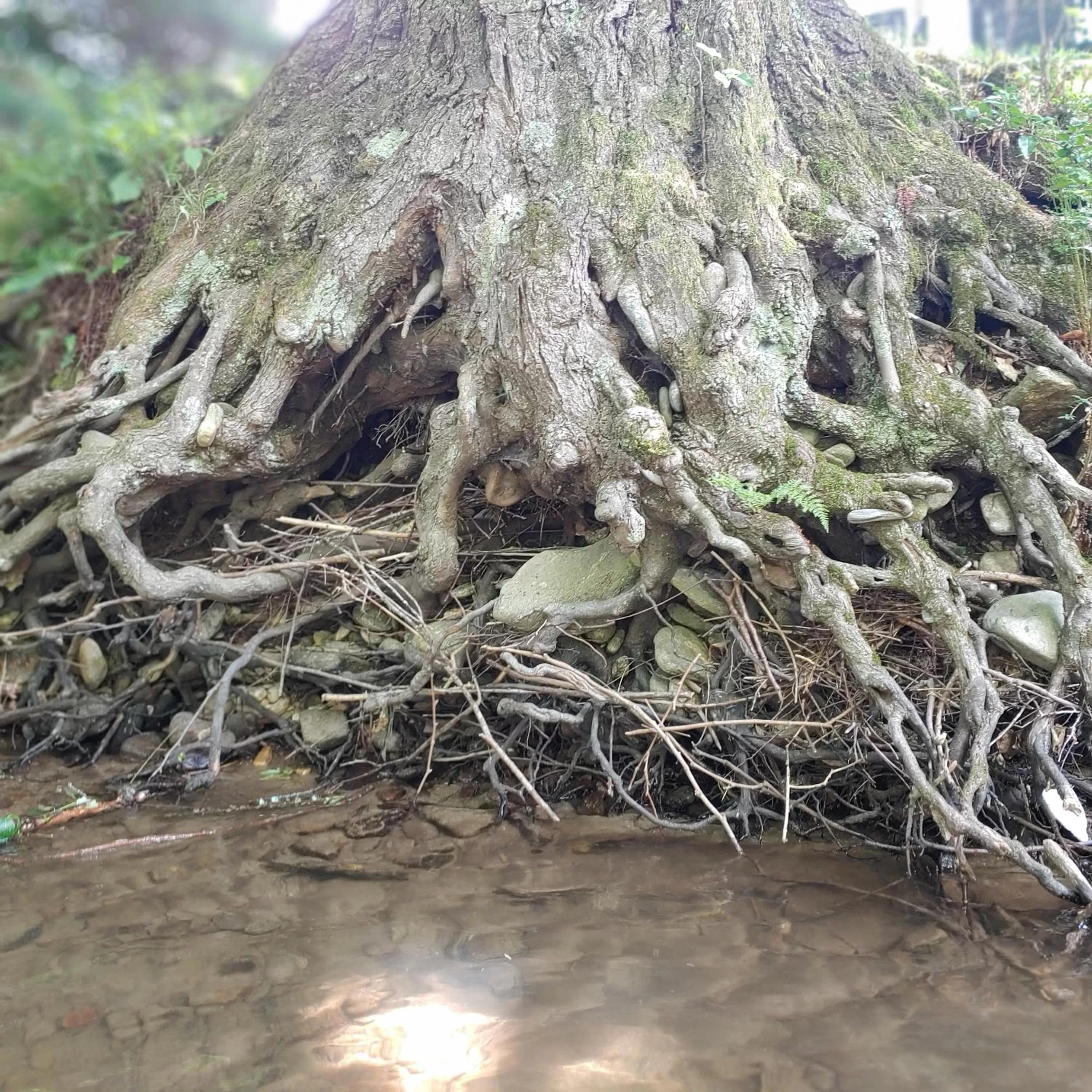Natural landscape in Rolling Brook Inn
