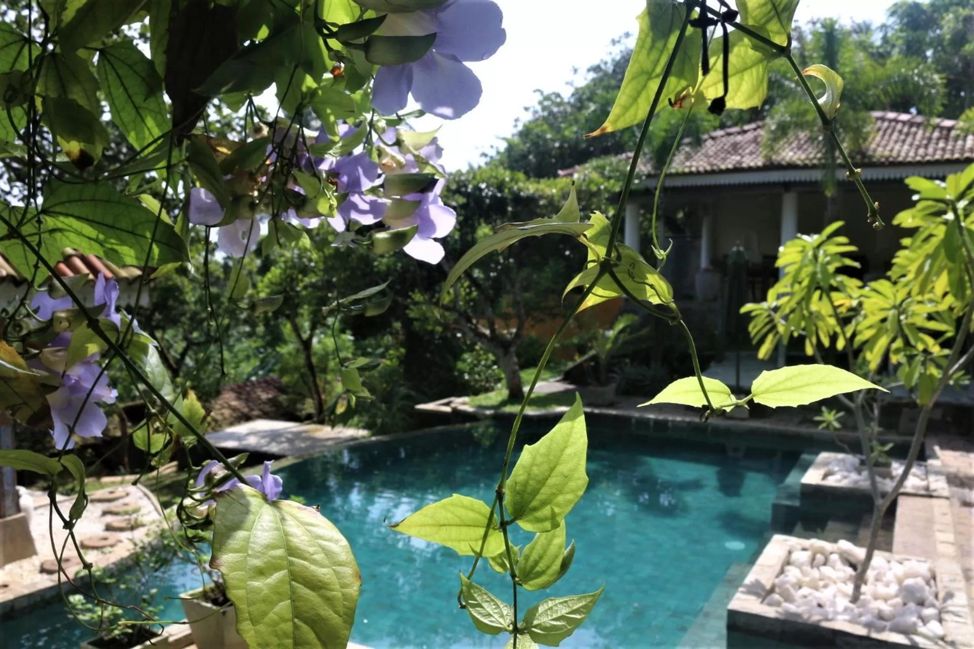 Pool view, Swimming Pool in The Spice House Mirissa