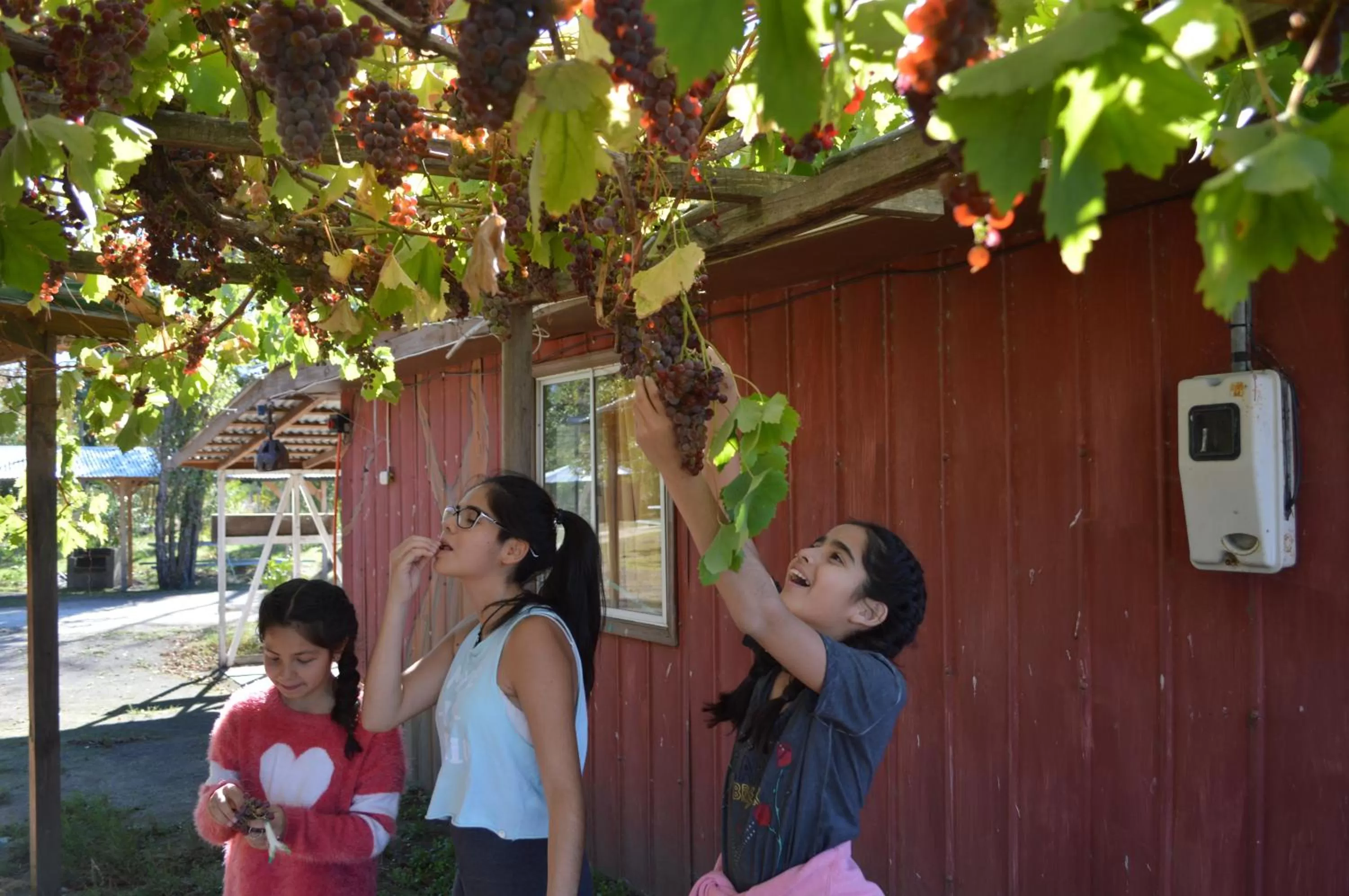 Coyunche Cabañas y Camping Laja & San Rosendo