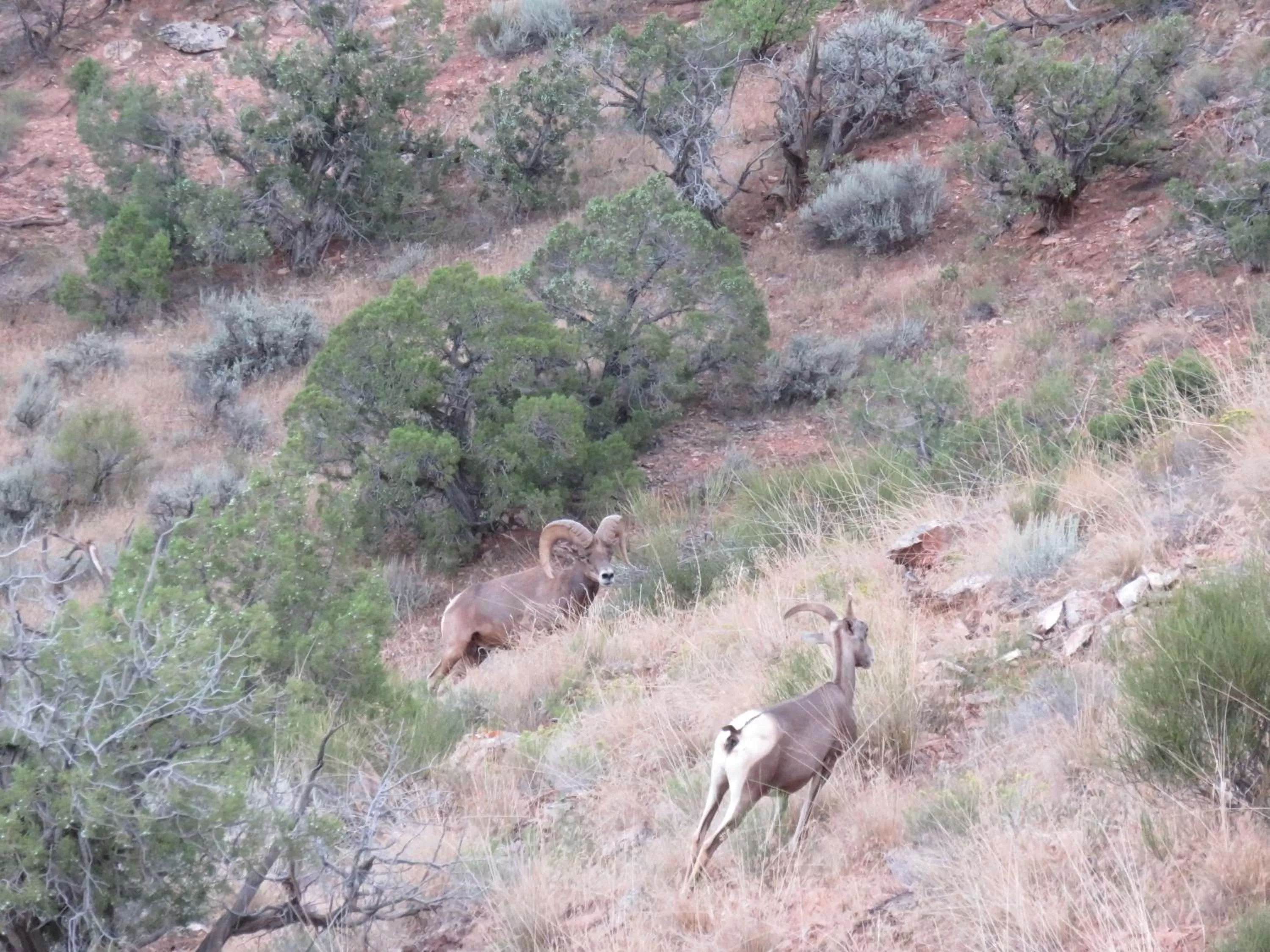 Off site, Other Animals in Mein Haus Bed & Breakfast