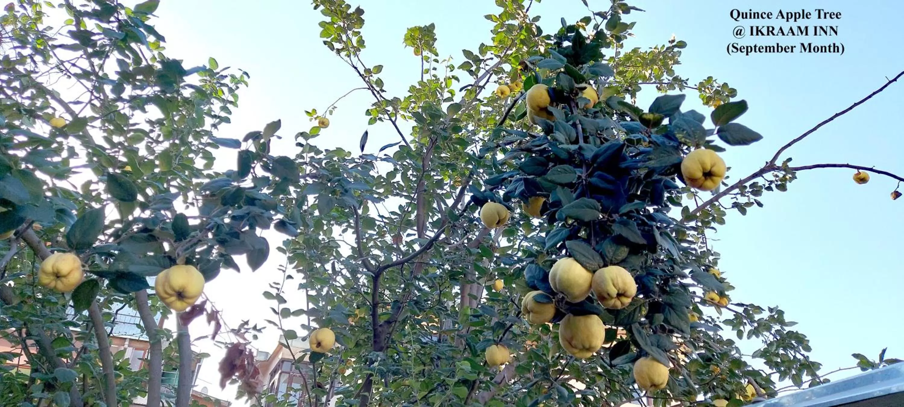 Garden in Ikraam Inn Bed & Breakfast