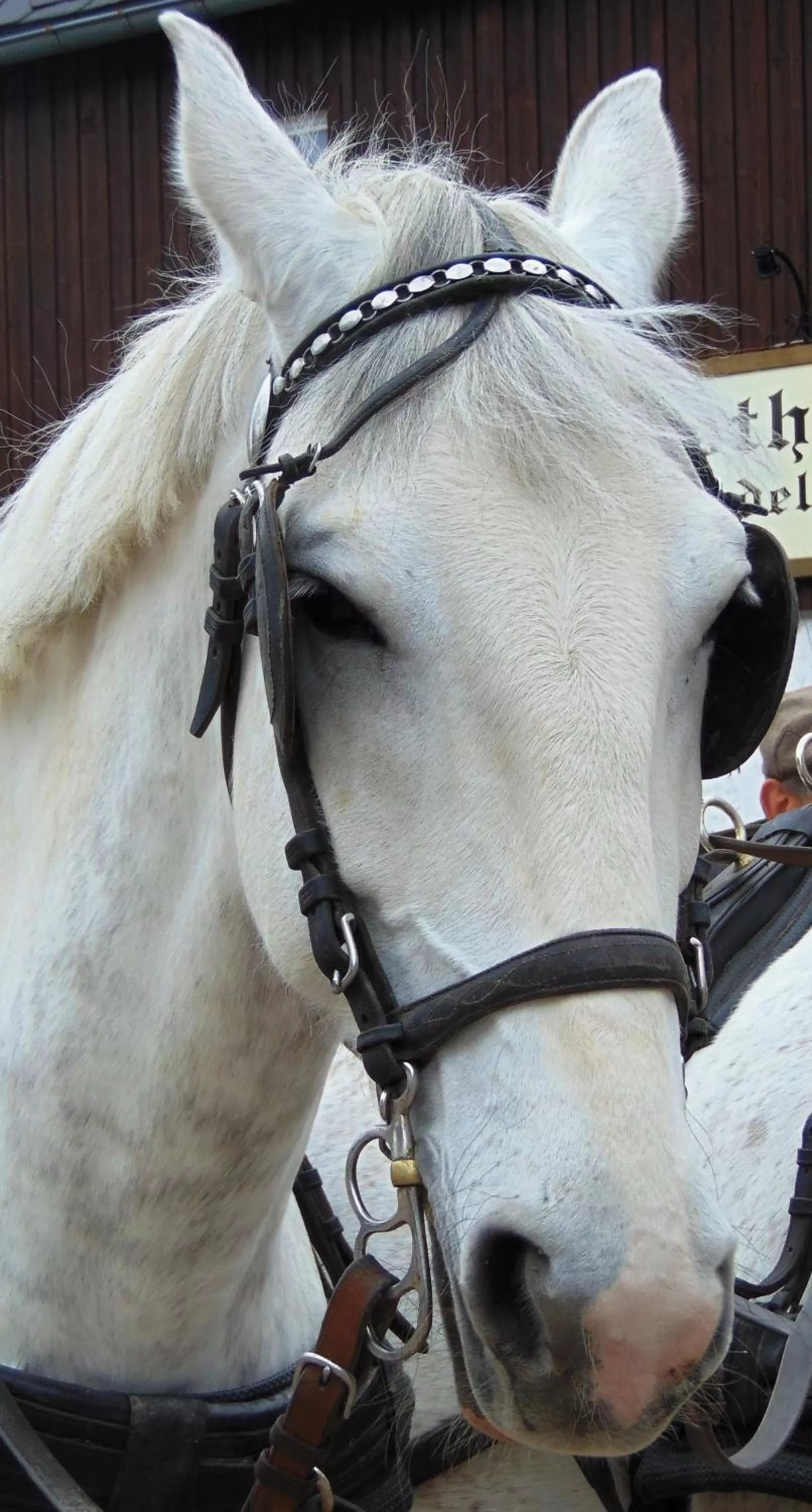 Pets, Horseback Riding in Waldgasthof Bad Einsiedel