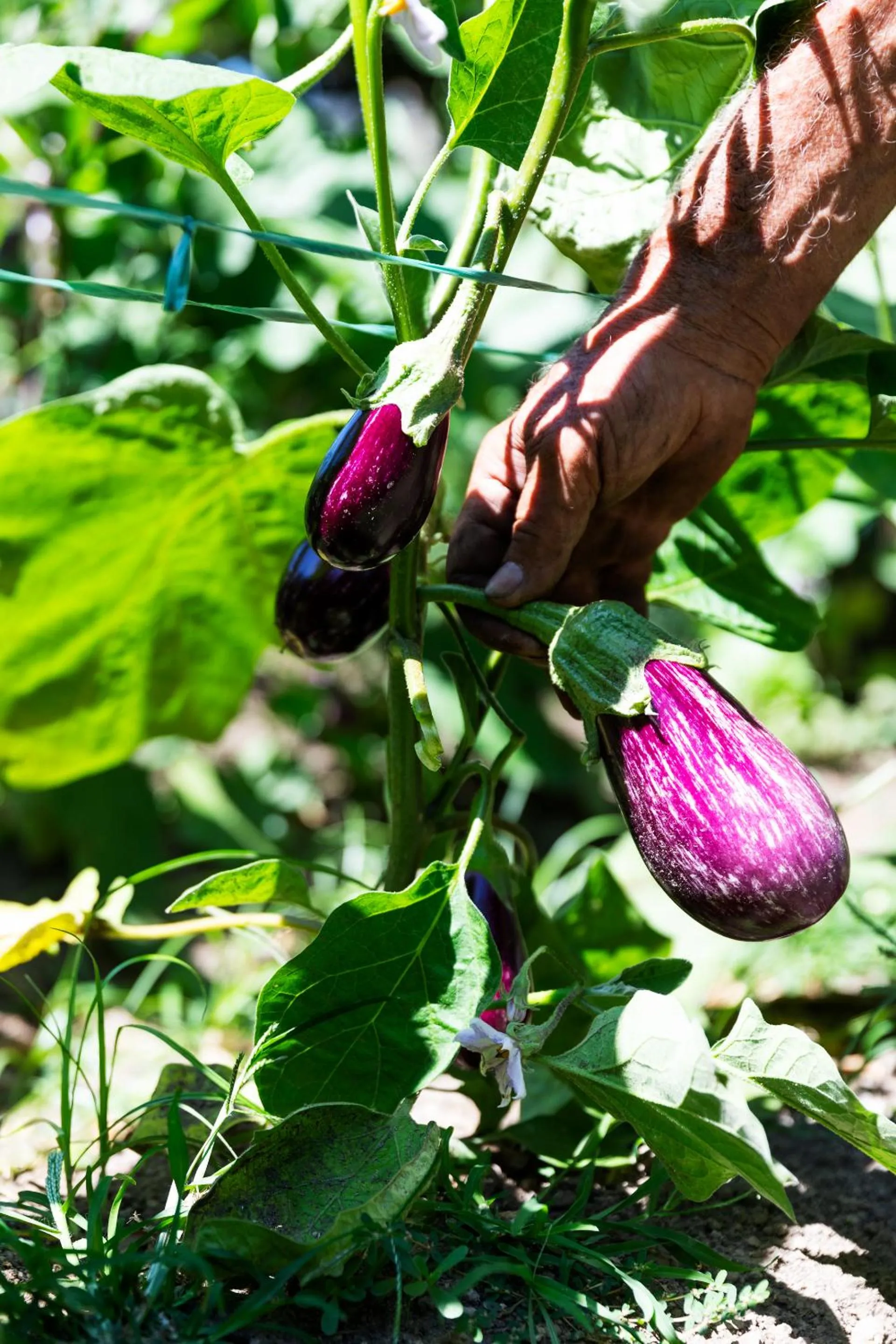 Garden in Grand Hotel Cocumella