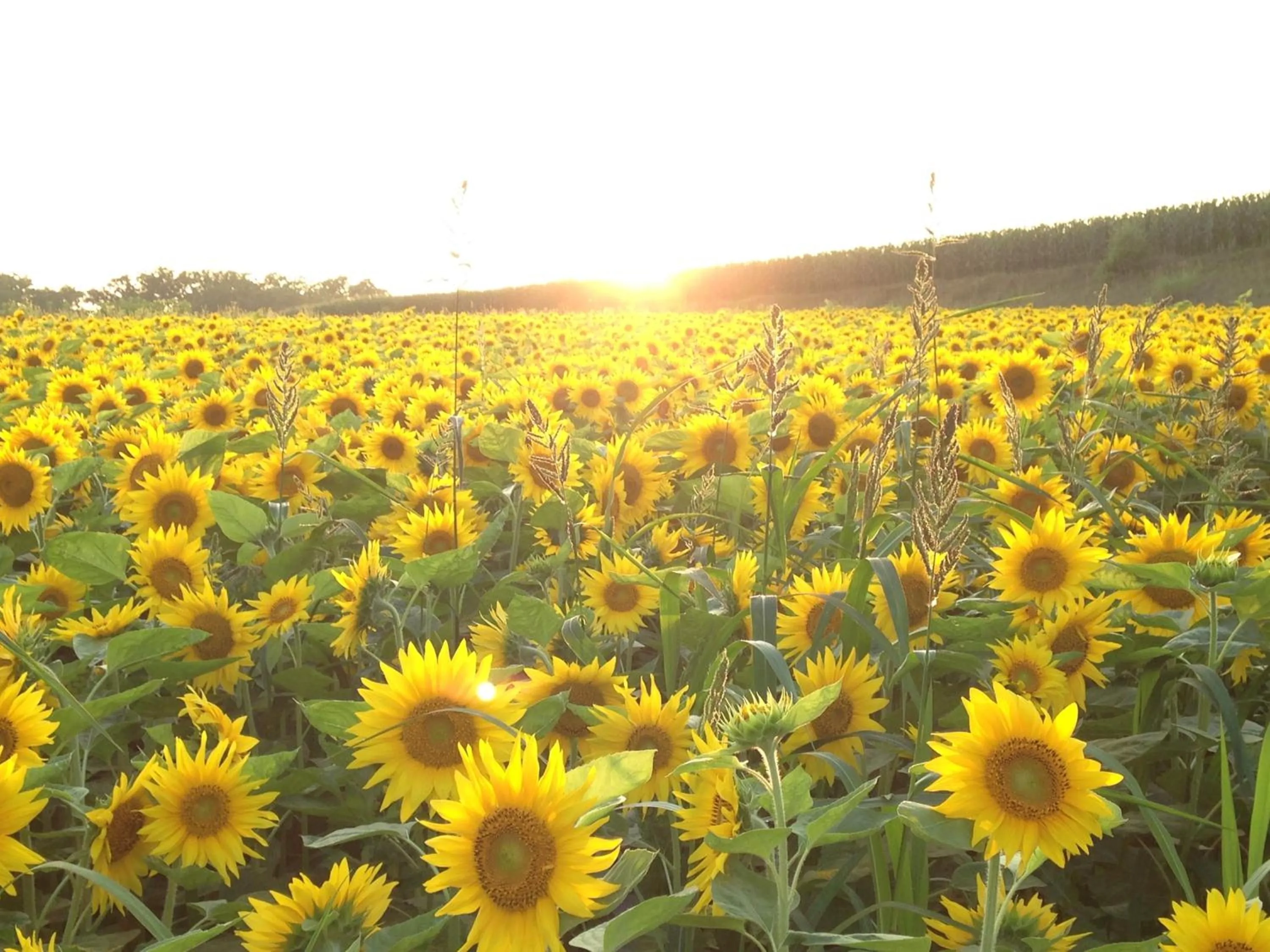 Off site in Hotel Resort Inn Niseko
