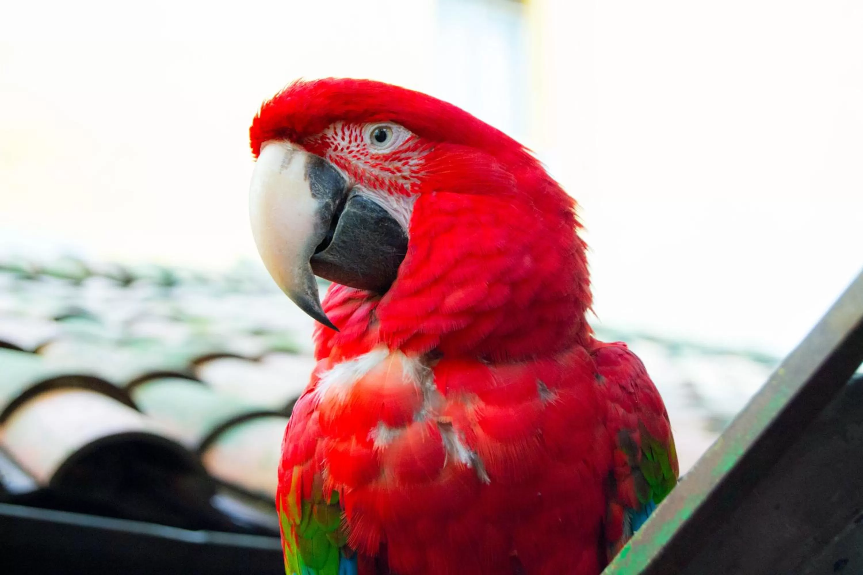 Pets, Other Animals in Hotel & Restaurante Guarania