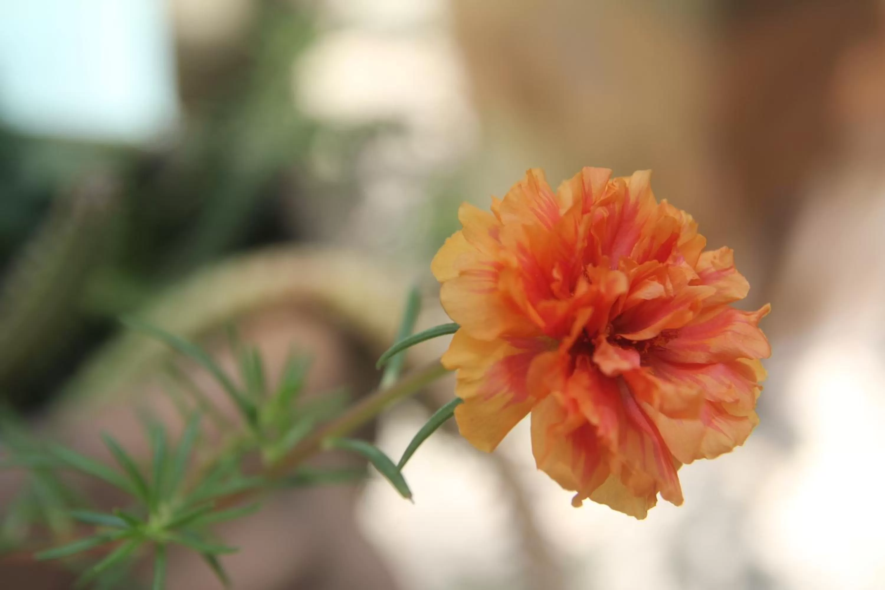 Garden in La Pantera Negra