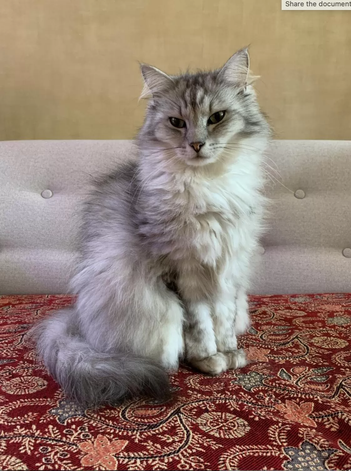 Animals, Pets in L'Étape Fagnarde - Bed, Breakfast & Sauna