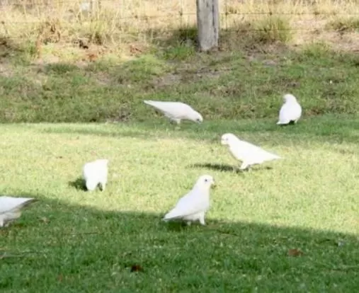 Animals in Orbost Country Man Motor Inn