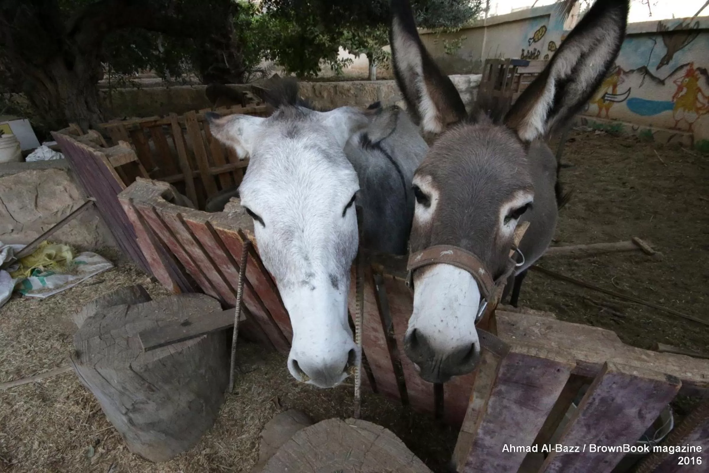 Animals, Other Animals in Auberg-Inn Guesthouse