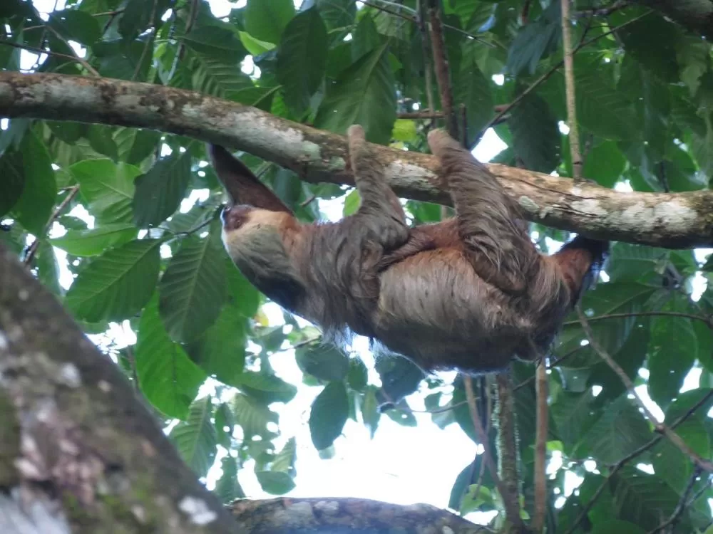 Animals, Other Animals in La Purruja Lodge