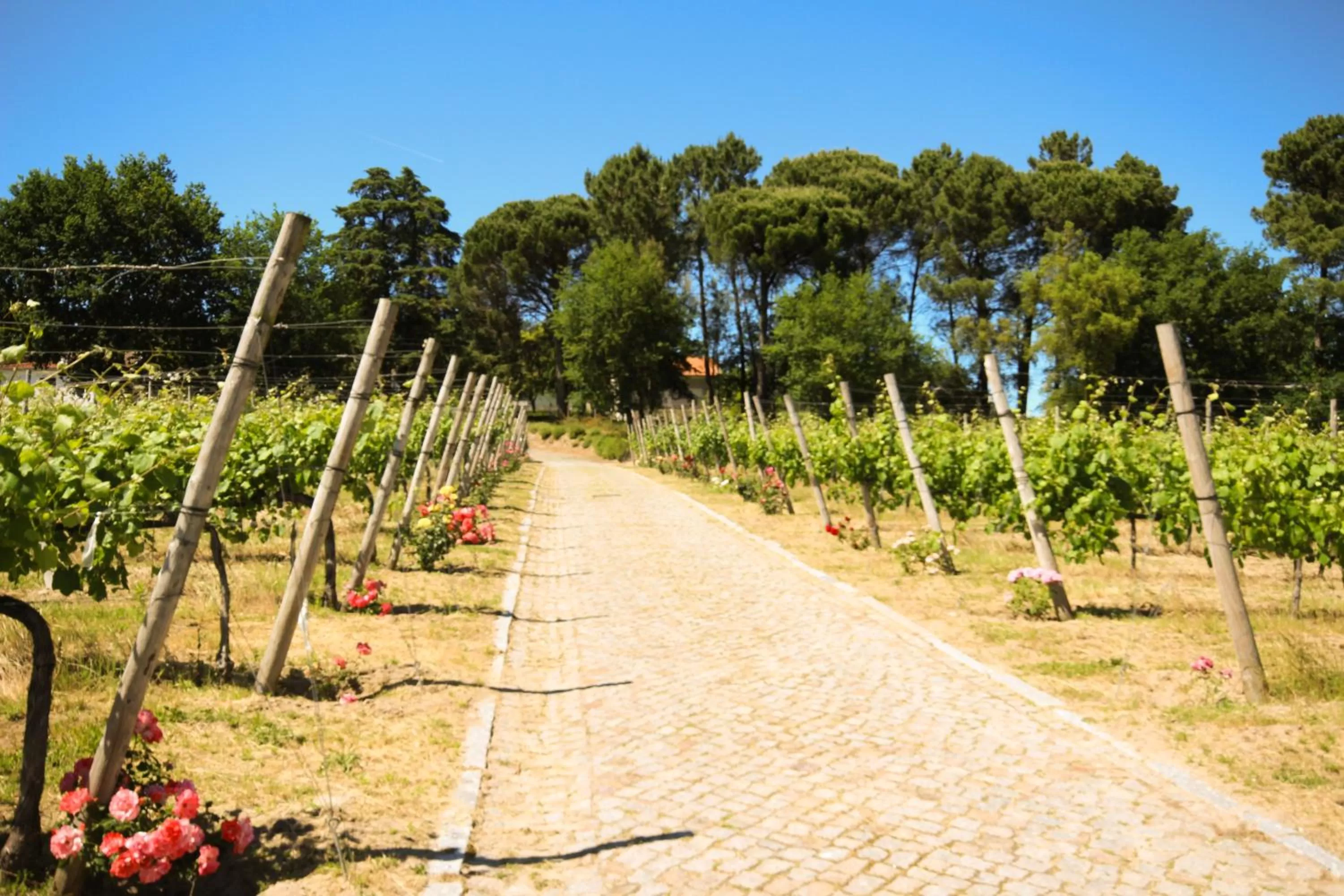 Nearby landmark in B&B Villa Branca Barreiros AL98139
