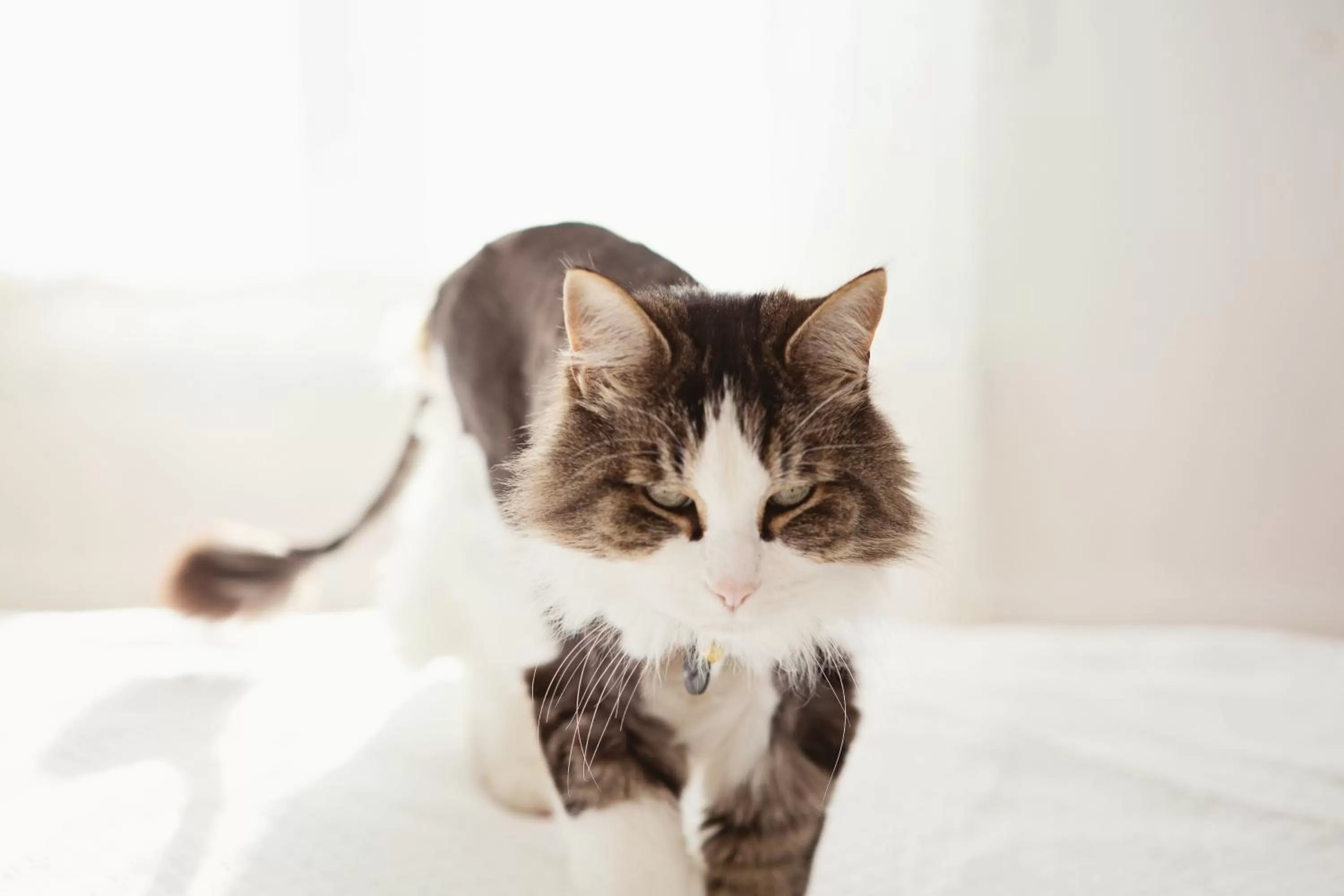 Decorative detail in Auberge Carpe Diem